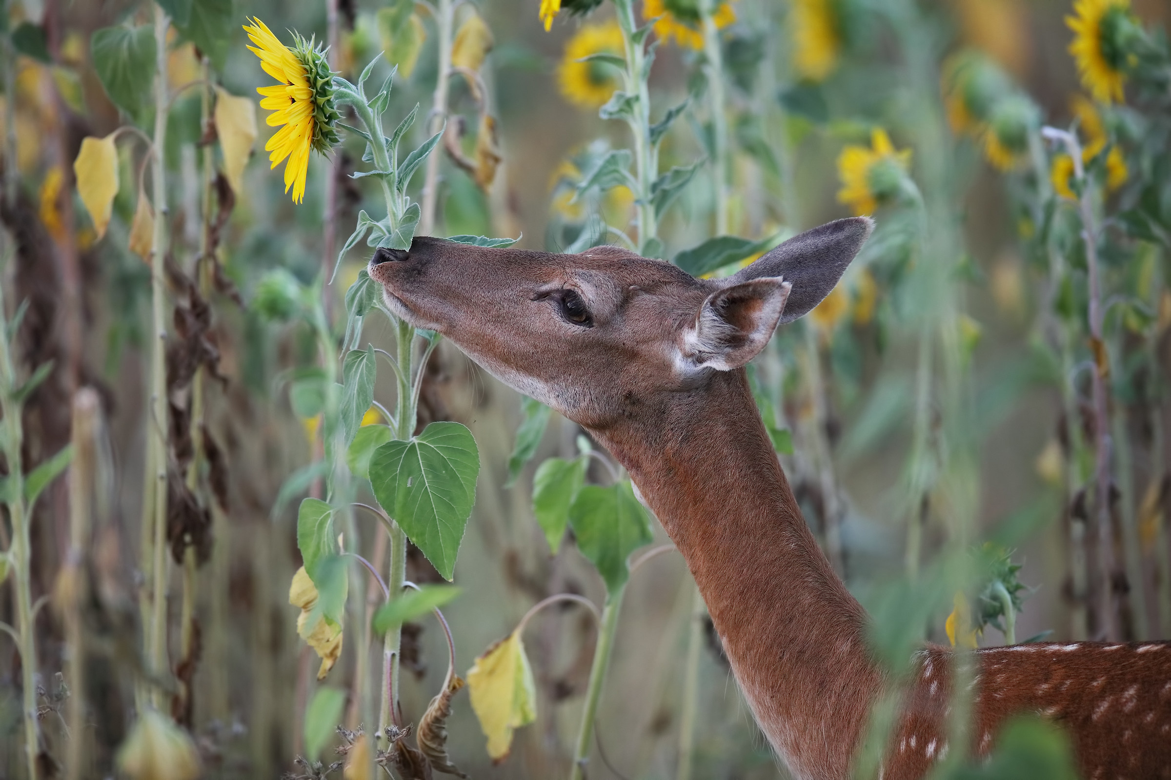 fallow deer