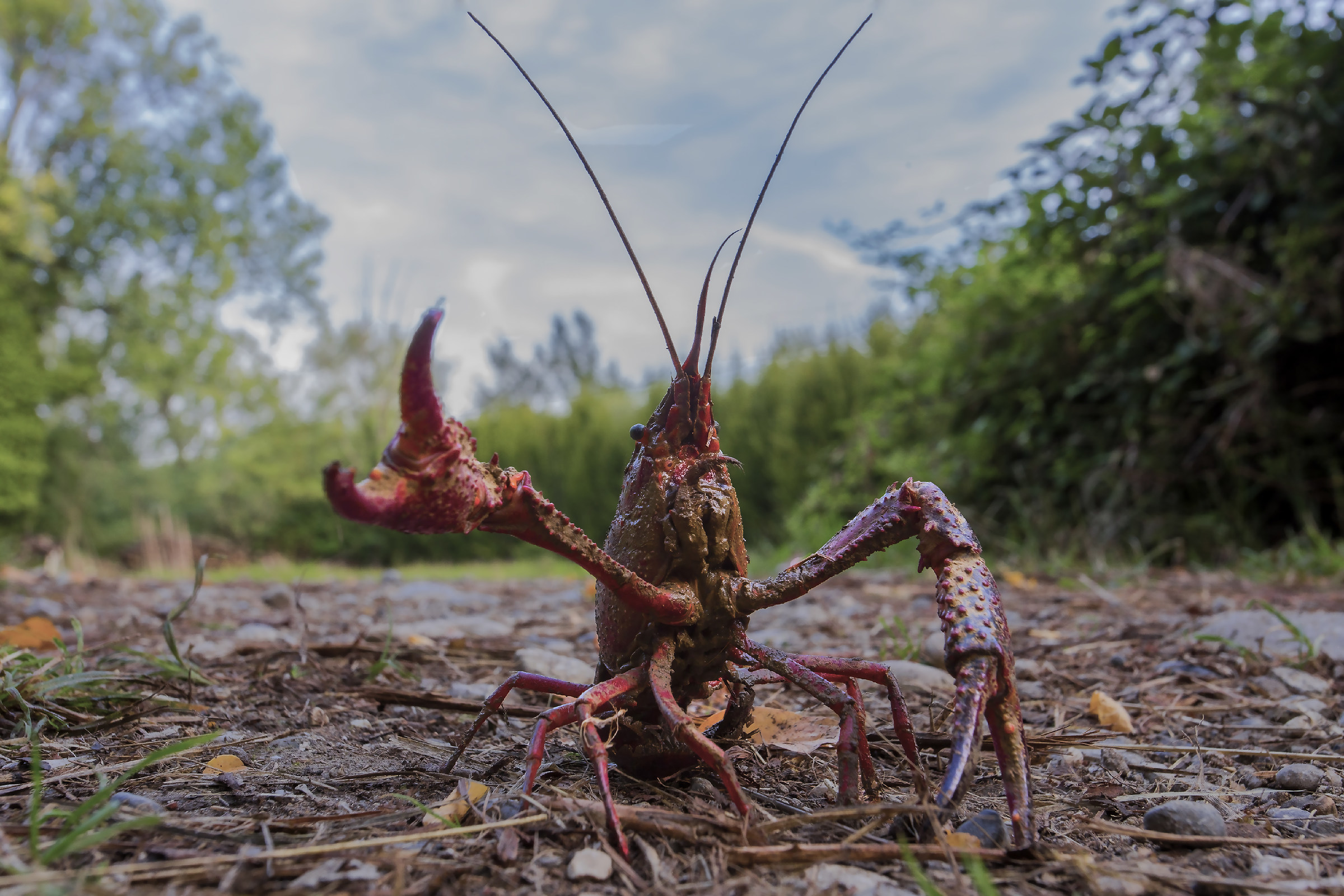 Gambero della Louisiana