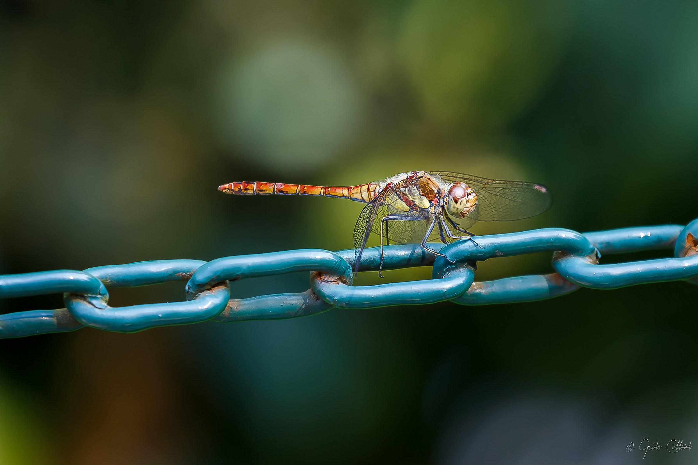Dragonfly on the chain