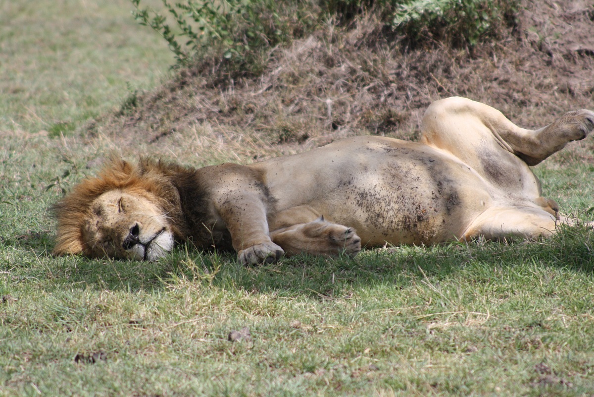 the king of the bush