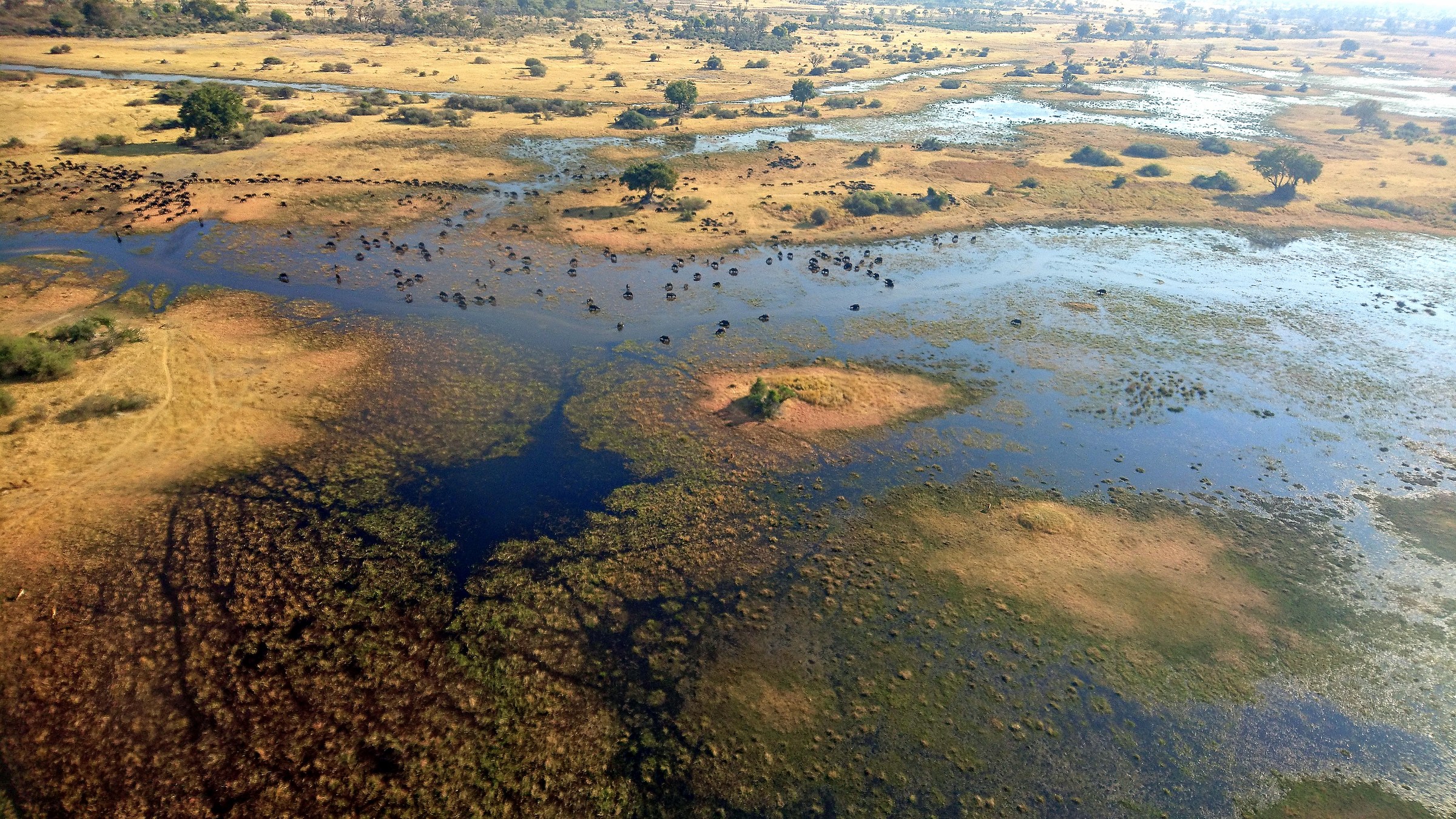 delta dell'okawando2