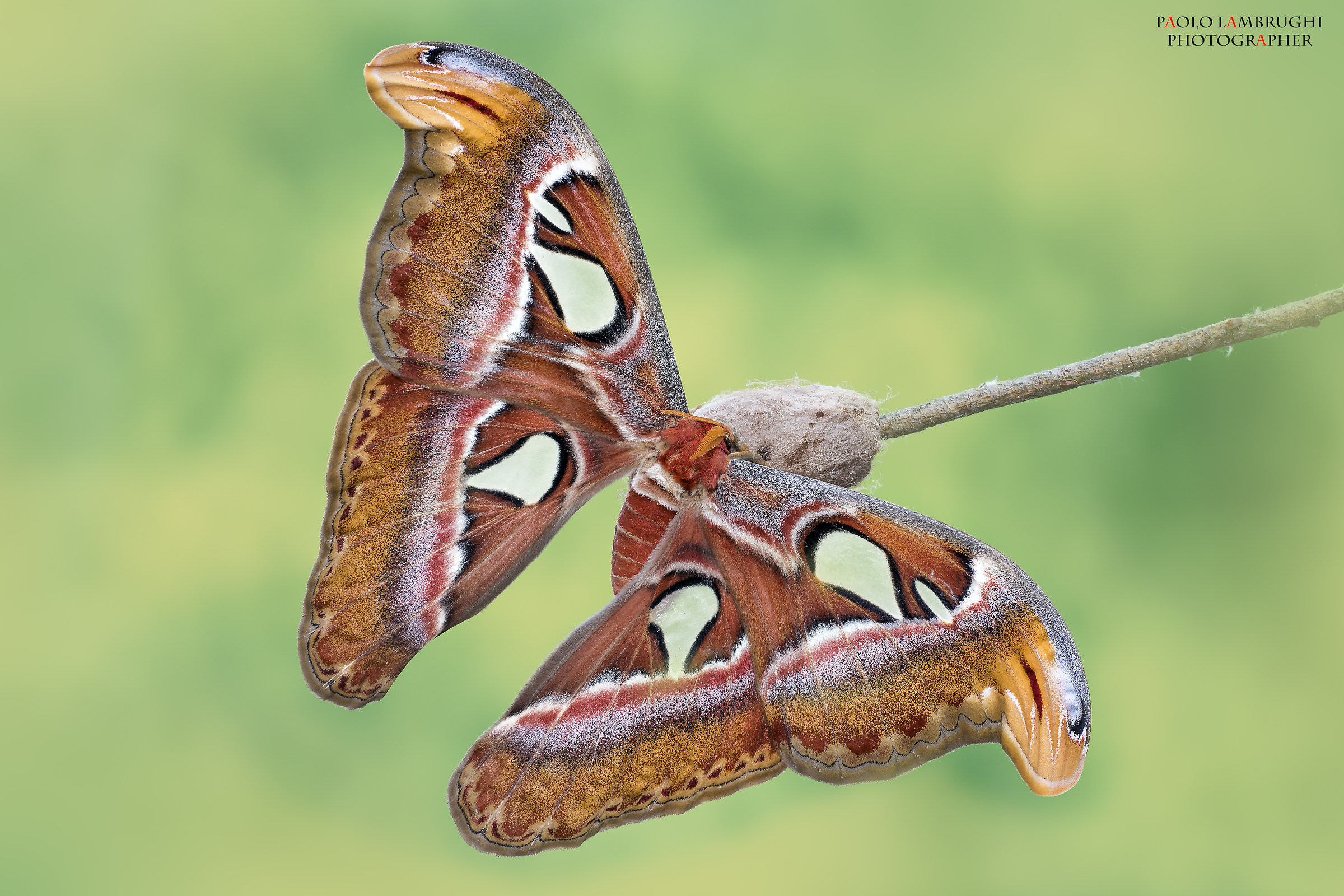 butterfly Cobra