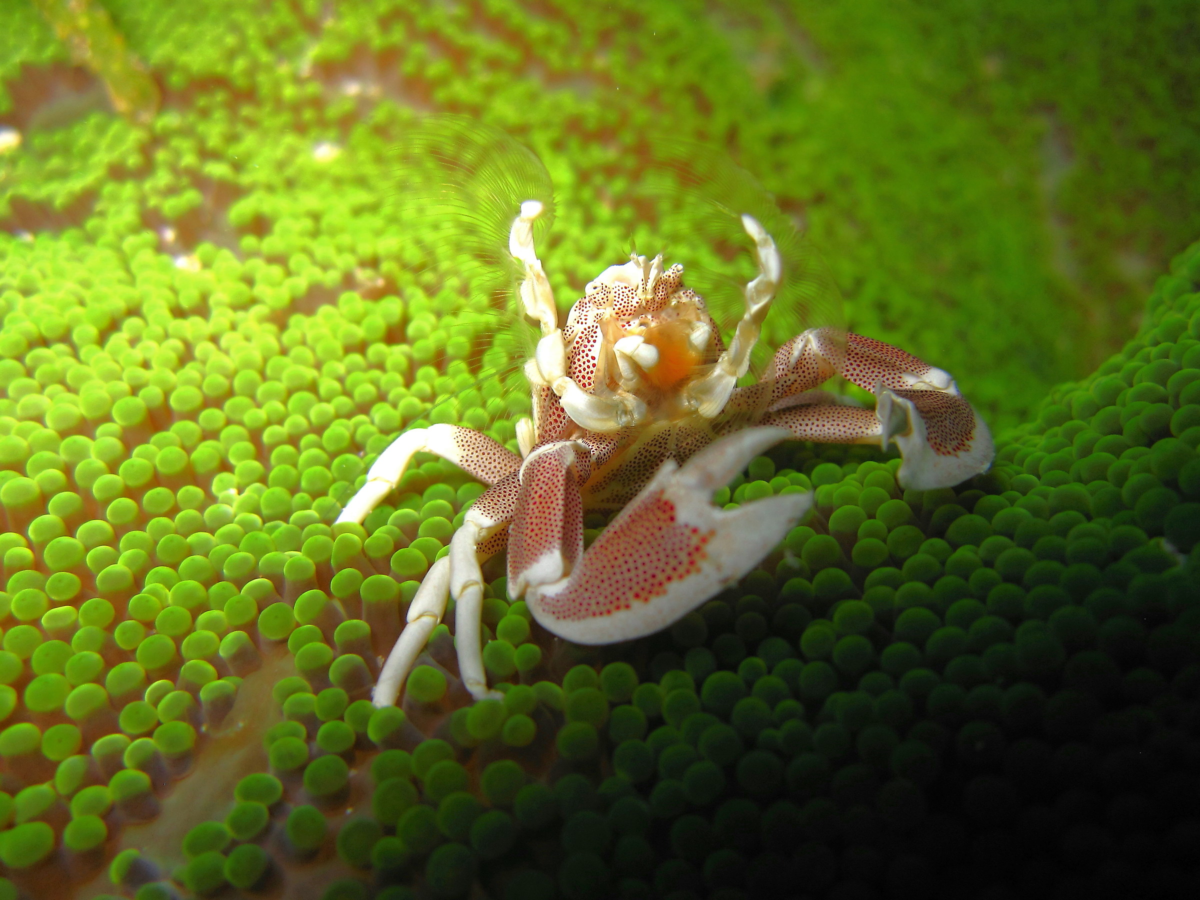 porcelain crab