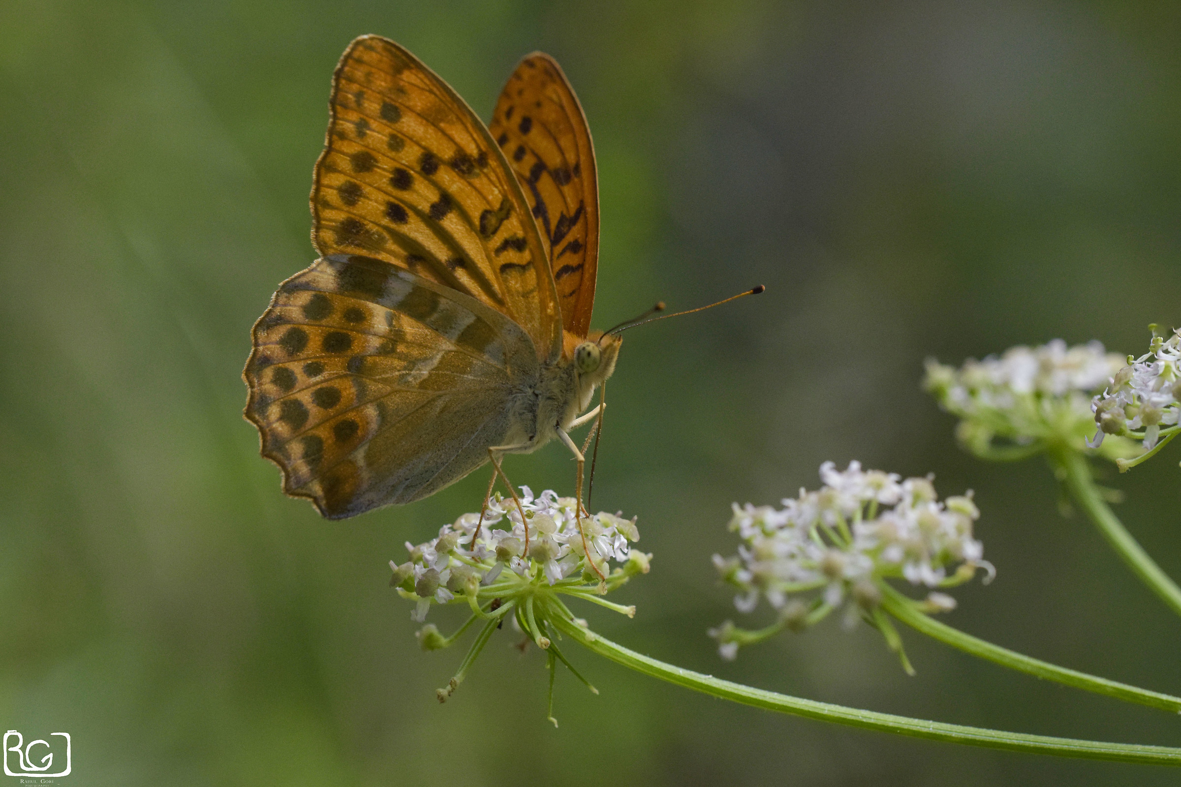 Argynnis paphia-Nikon d 5300 -150 mm Sigma f / 2.8 ISO100