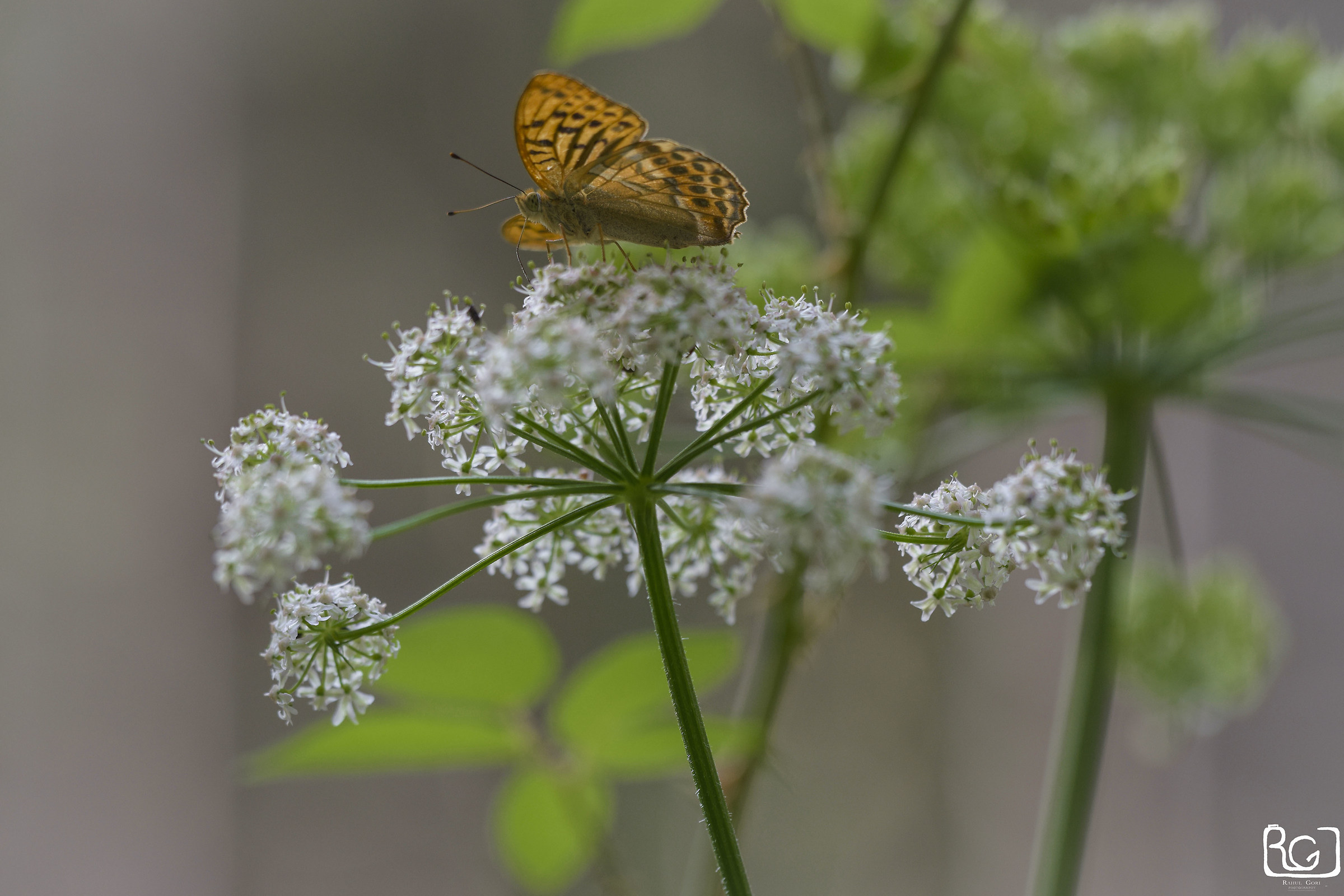 Argynnis paphia-Nikon d 5300 -150 mm Sigma f / 2.8 ISO100