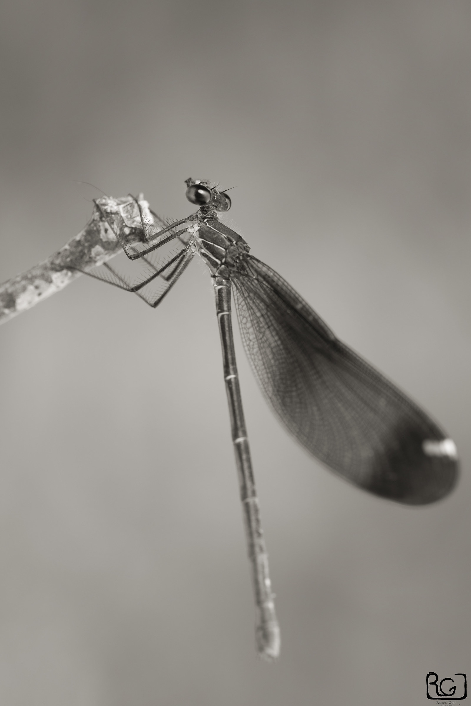 Nikon d 5300 -150 mm Sigma f / 2.8 Iso 250