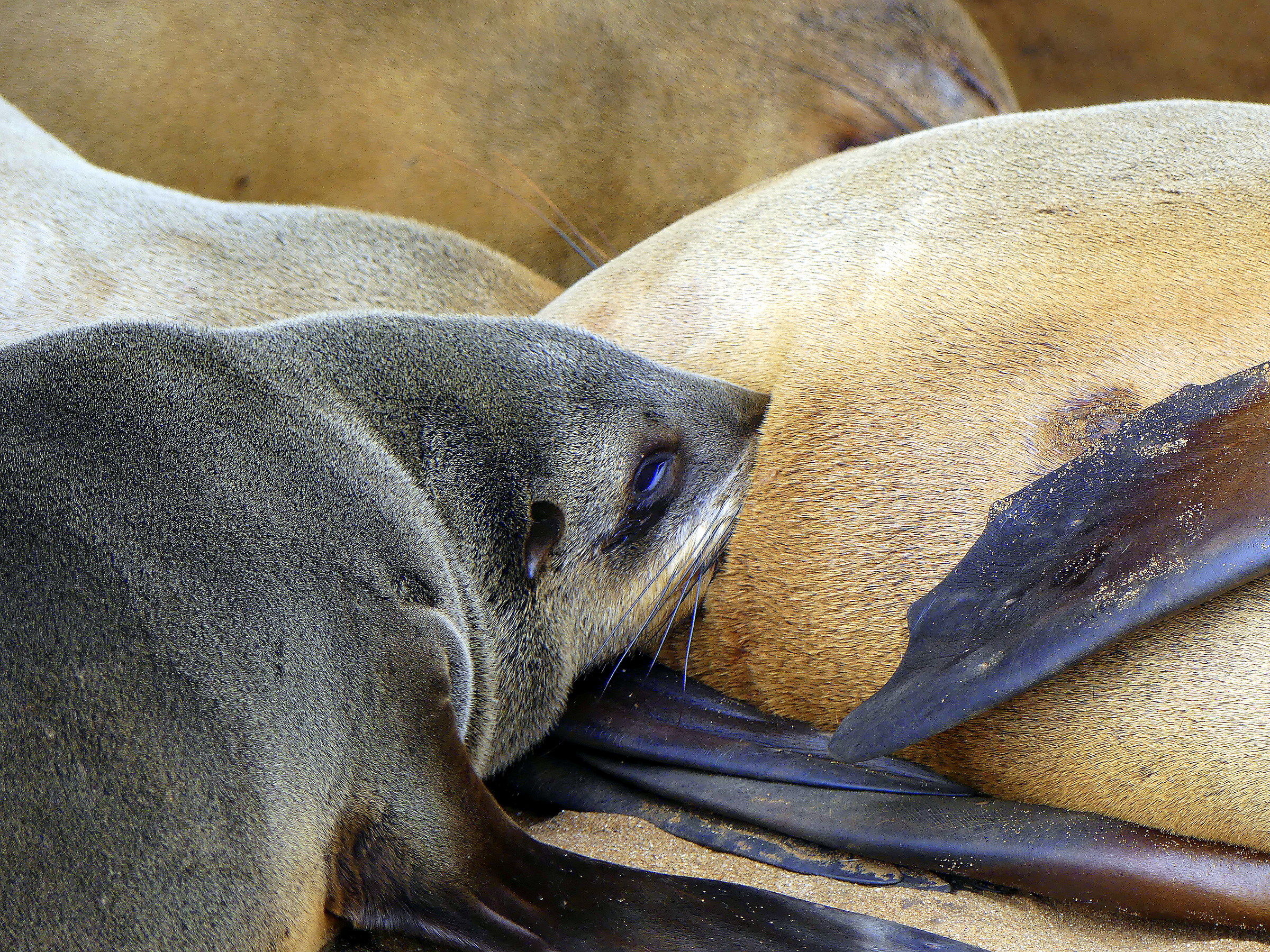 poppata a cape cross