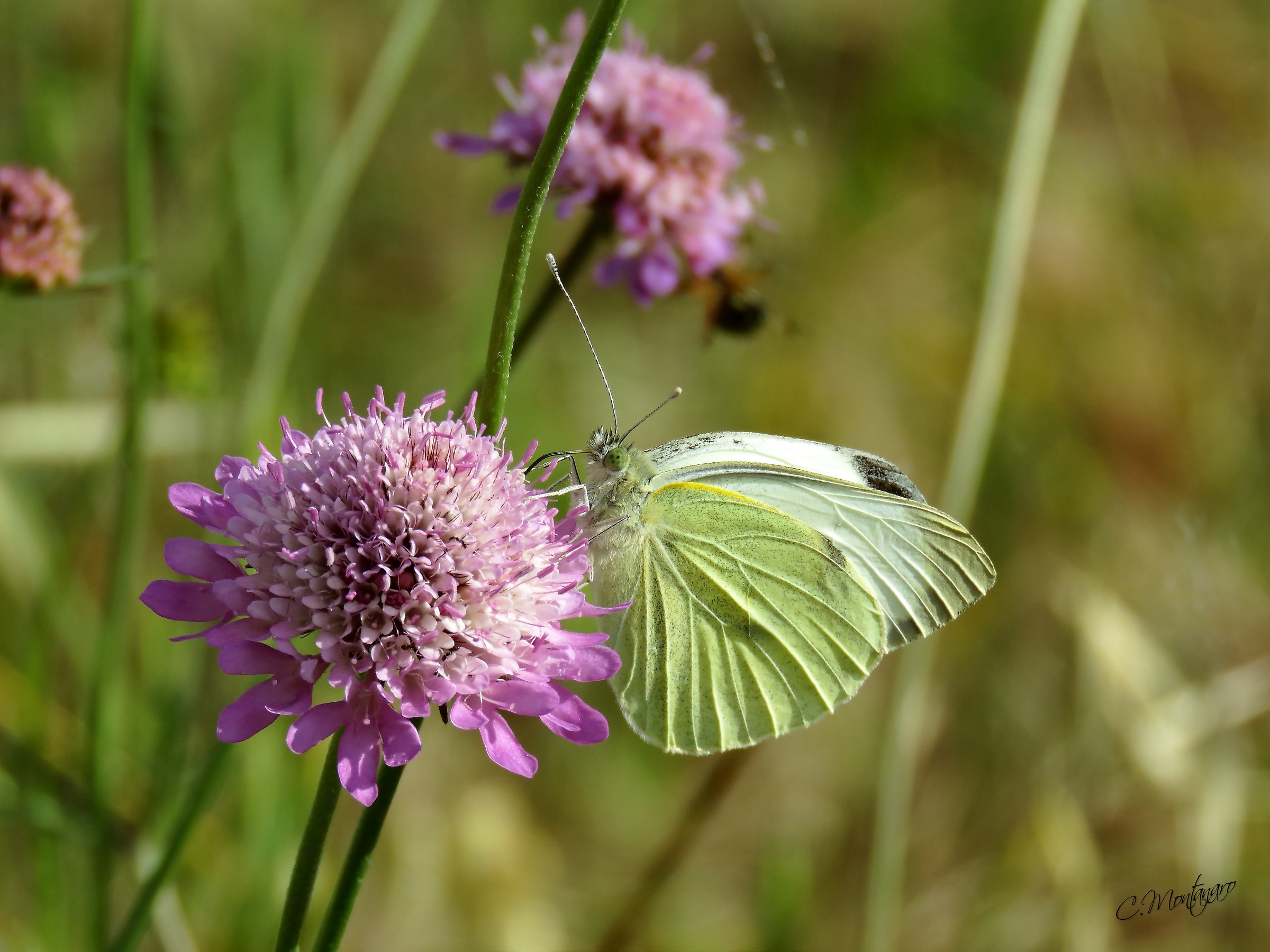 Pieris brassicae