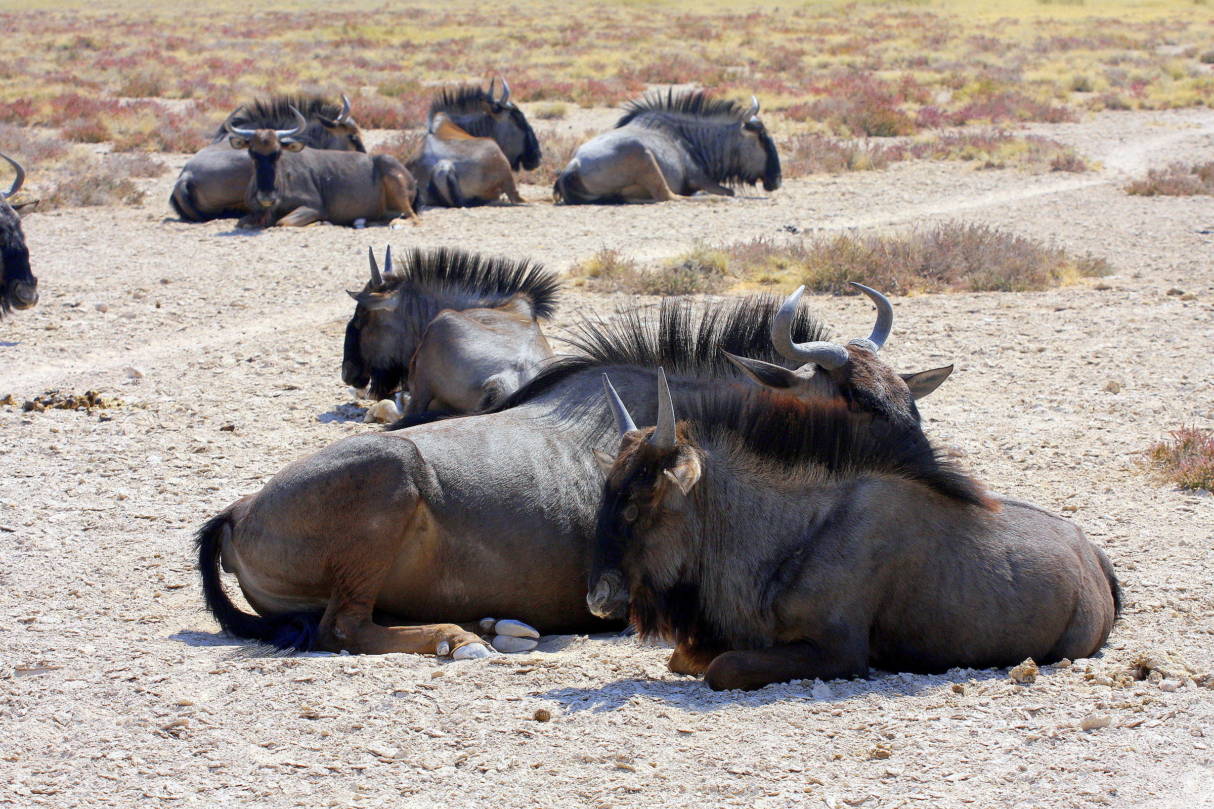 GNU IN siesta