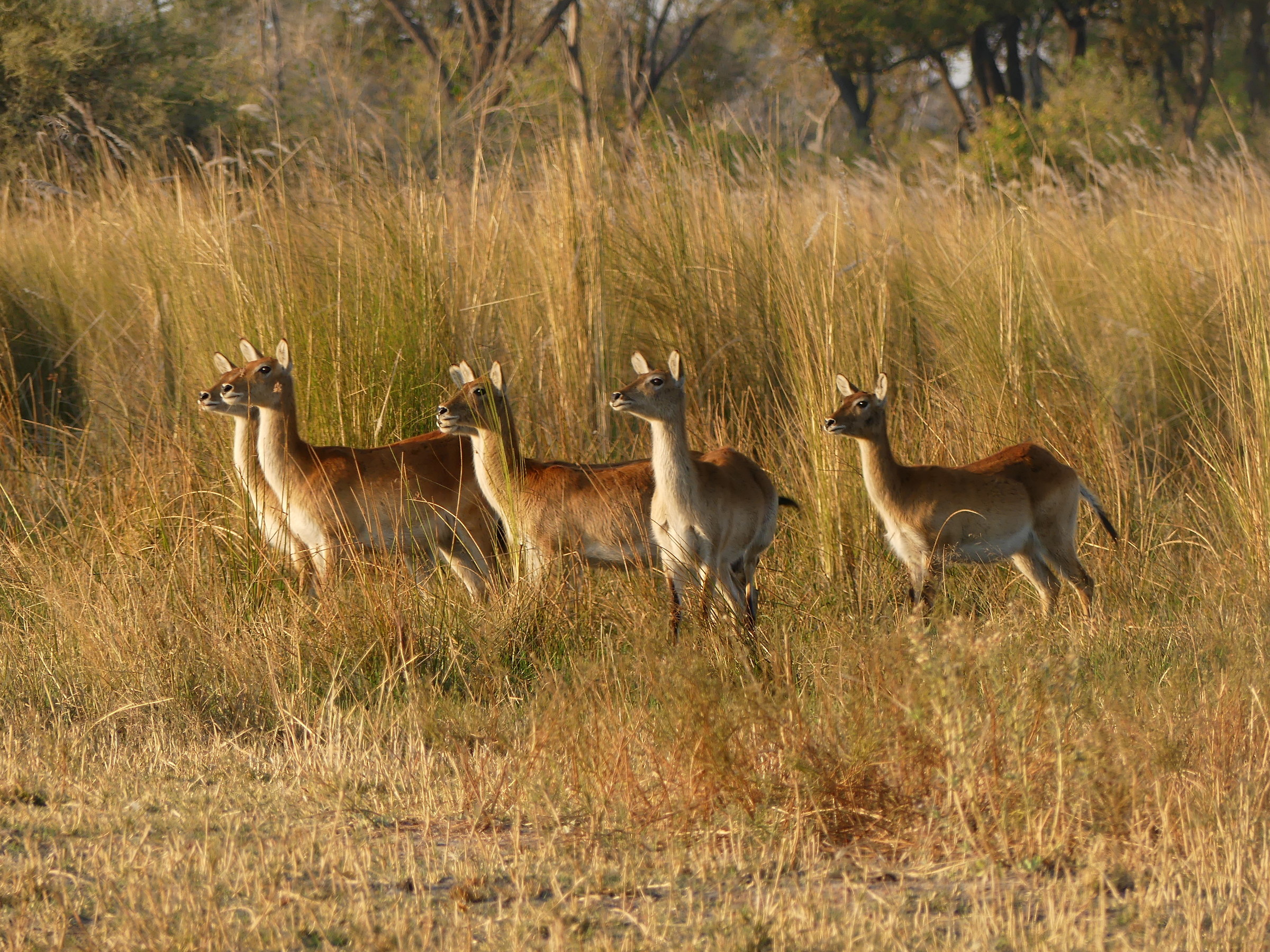 avvistamento pericoloso