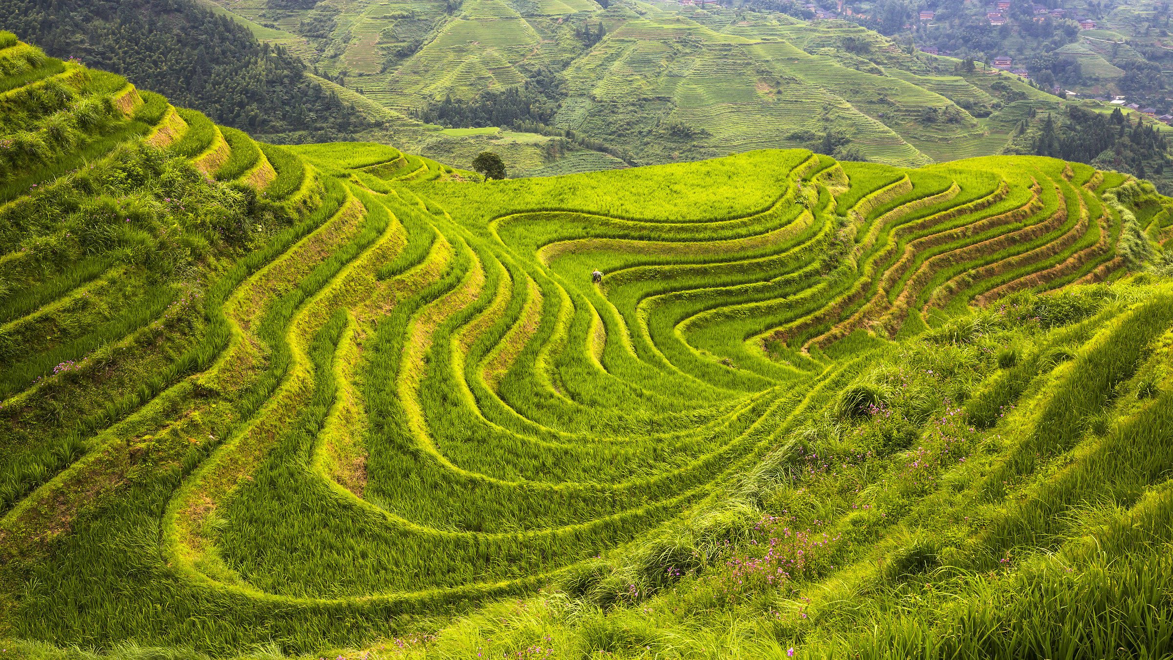 paddies Longji Terrace 1