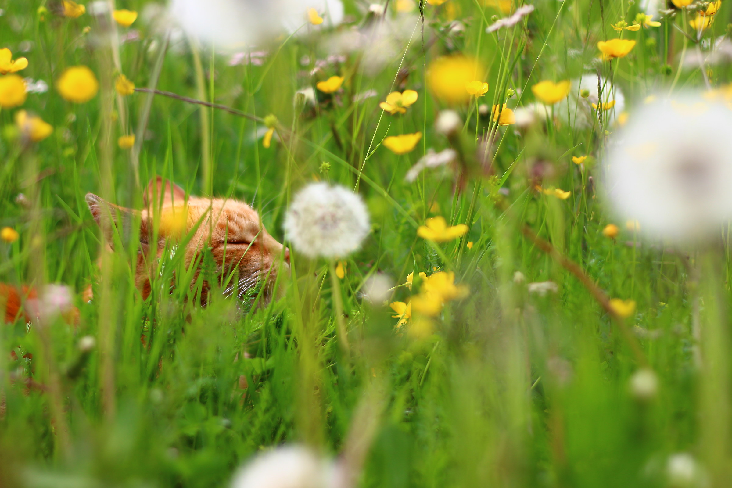 una tigre in giardino