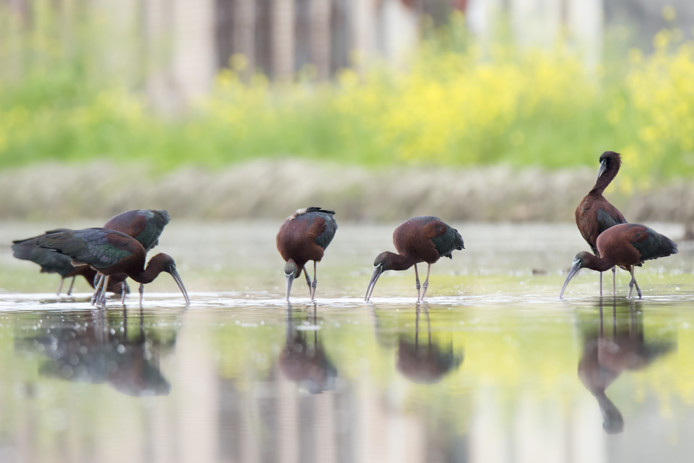 glossy ibis