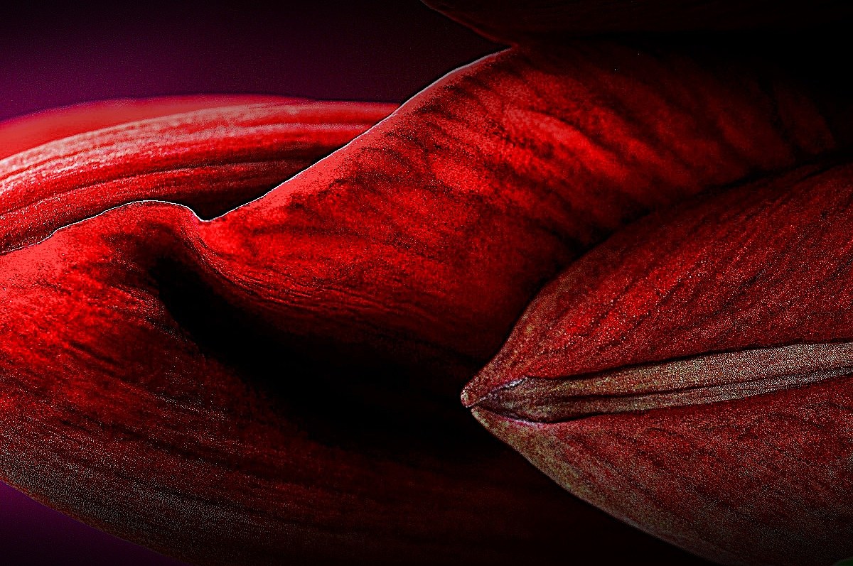 Venature ..... rosse