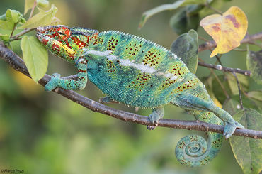 Furcifer pardalis