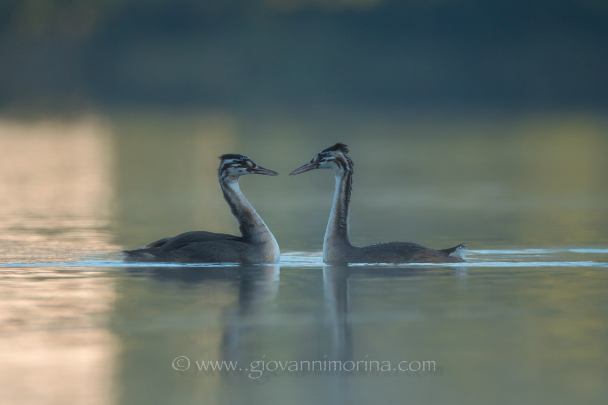 little Grebes
