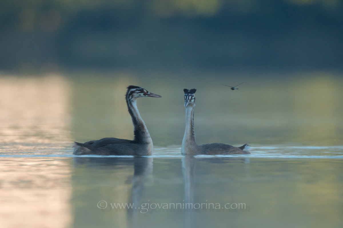 Little Grebes 2