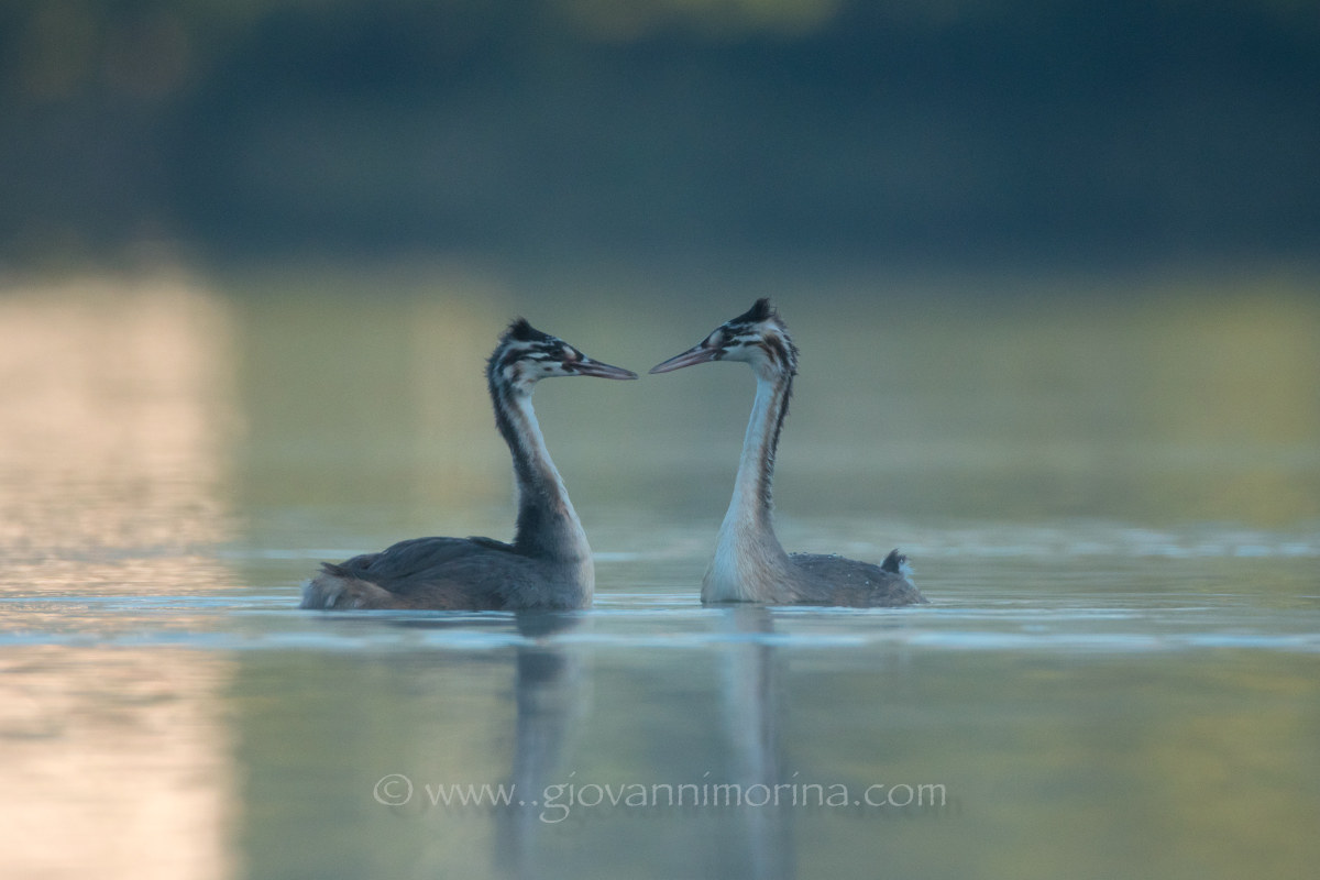 Little Grebes 3