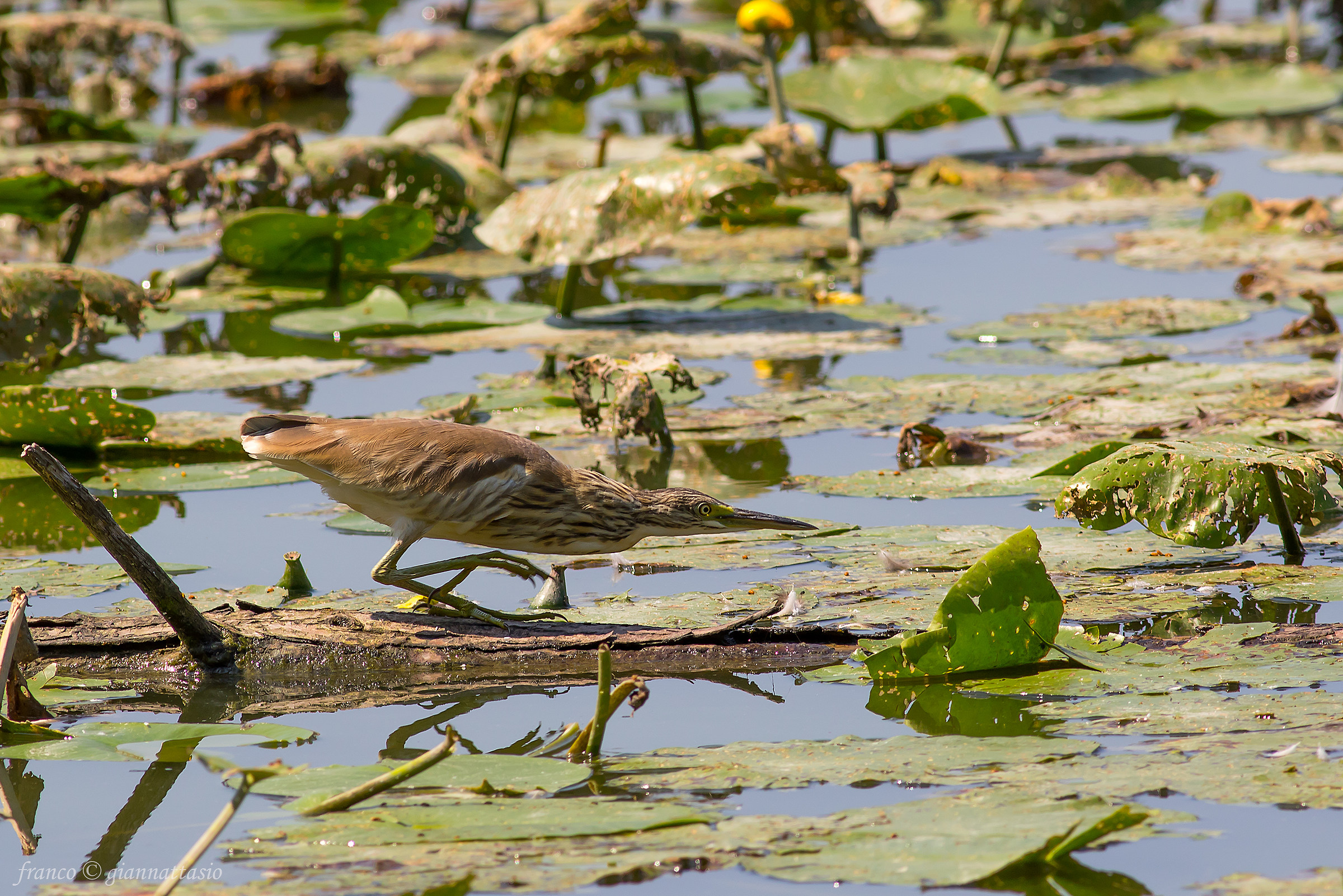 Hunting of Sgarza Ciuffetta.