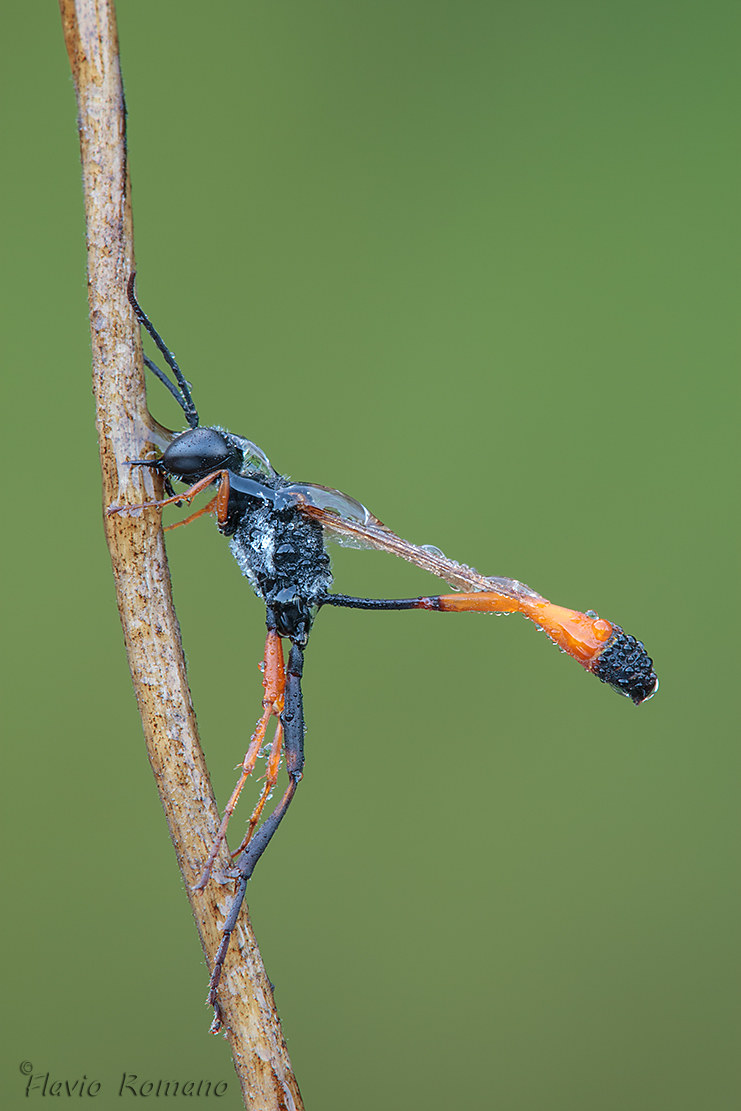 ammophila sabulosa