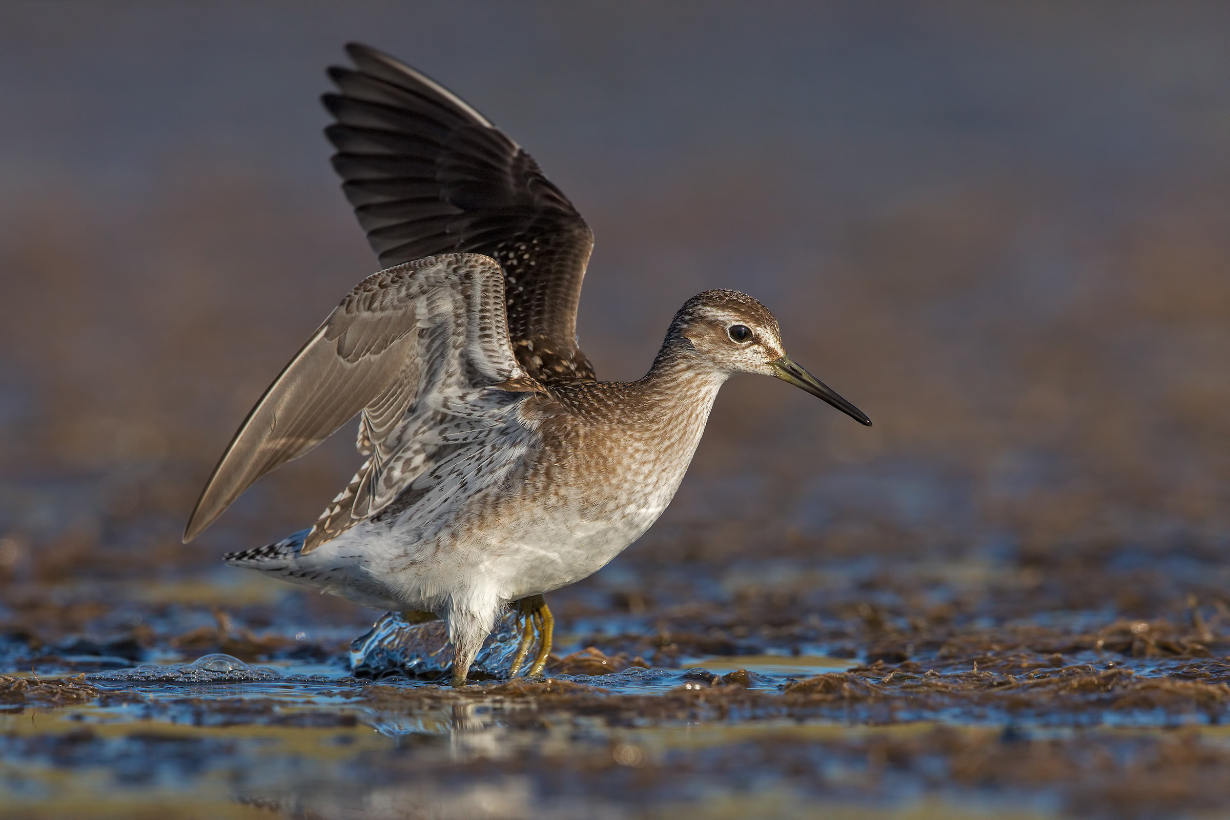 Wood Sandpiper
