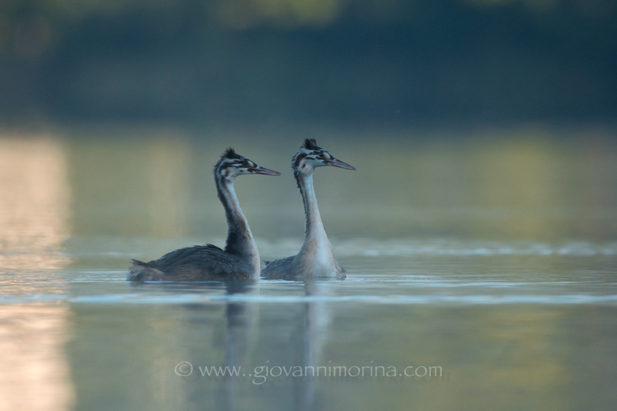 Little Grebes 4