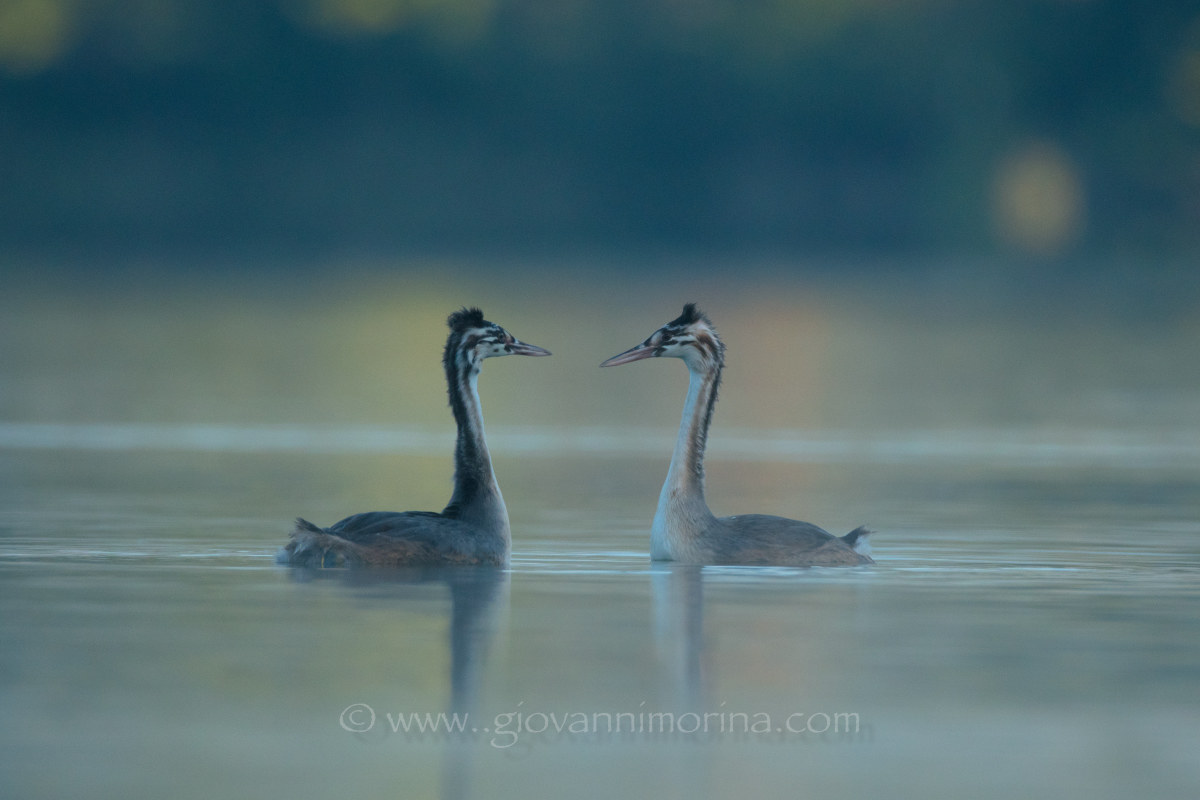 Little Grebes 5