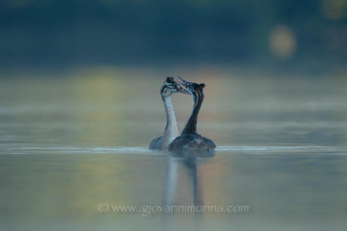 Little Grebes 6