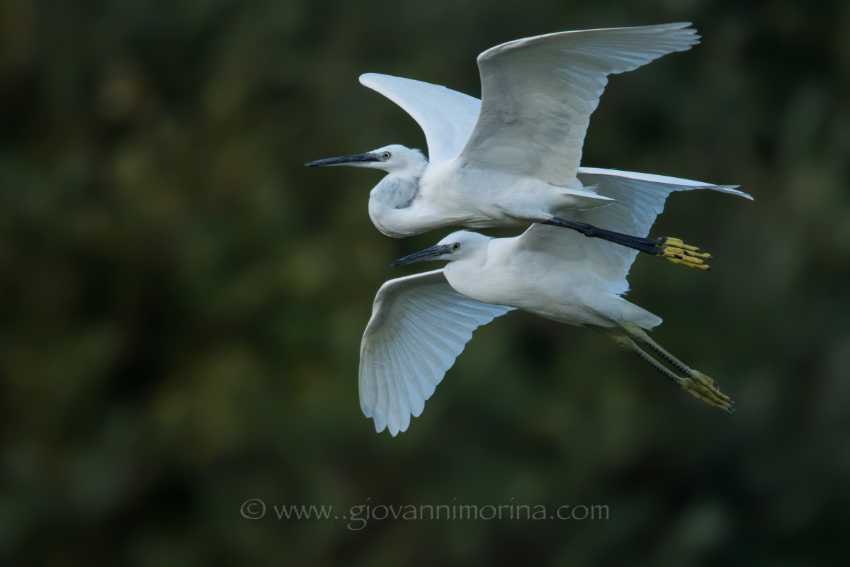 egrets 1
