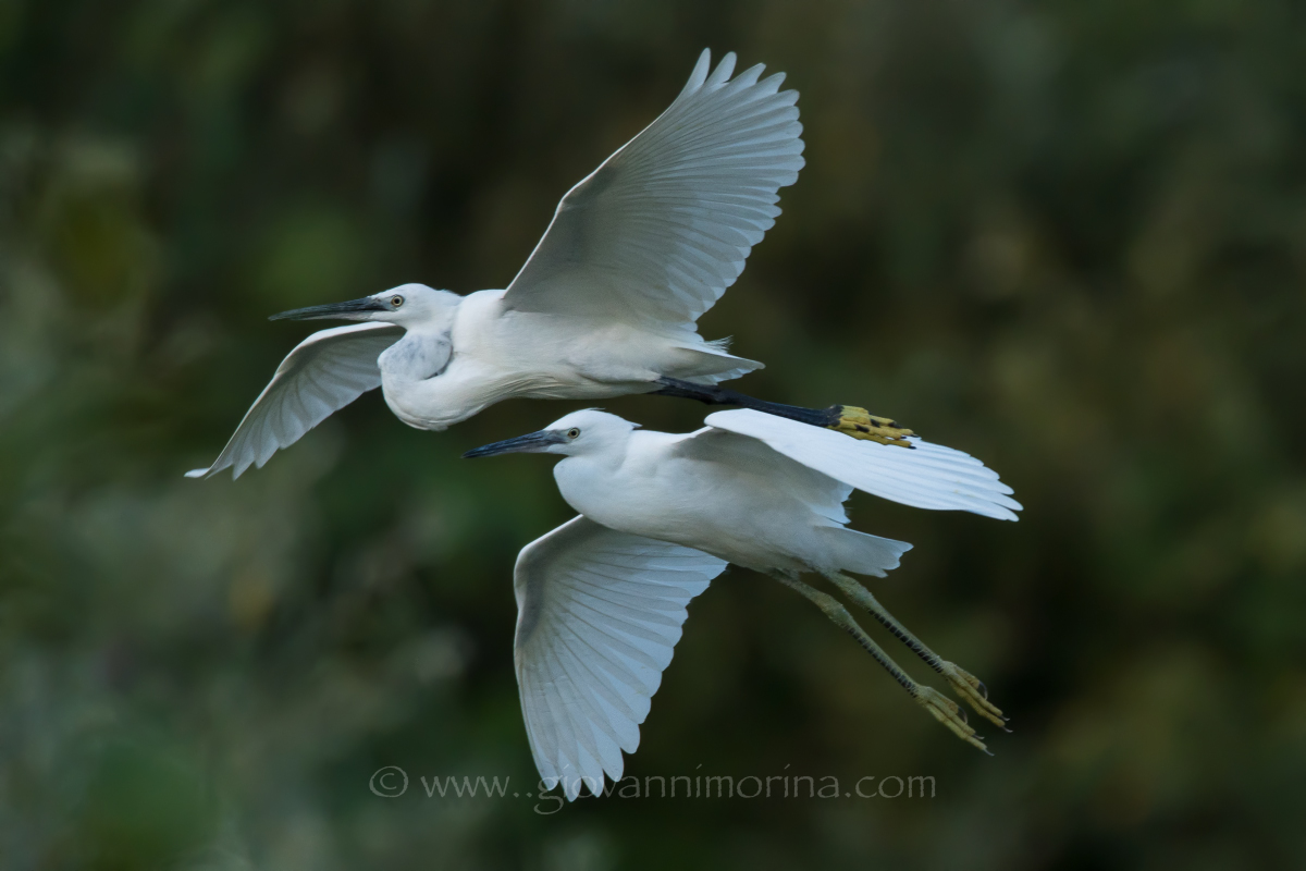 egrets 2