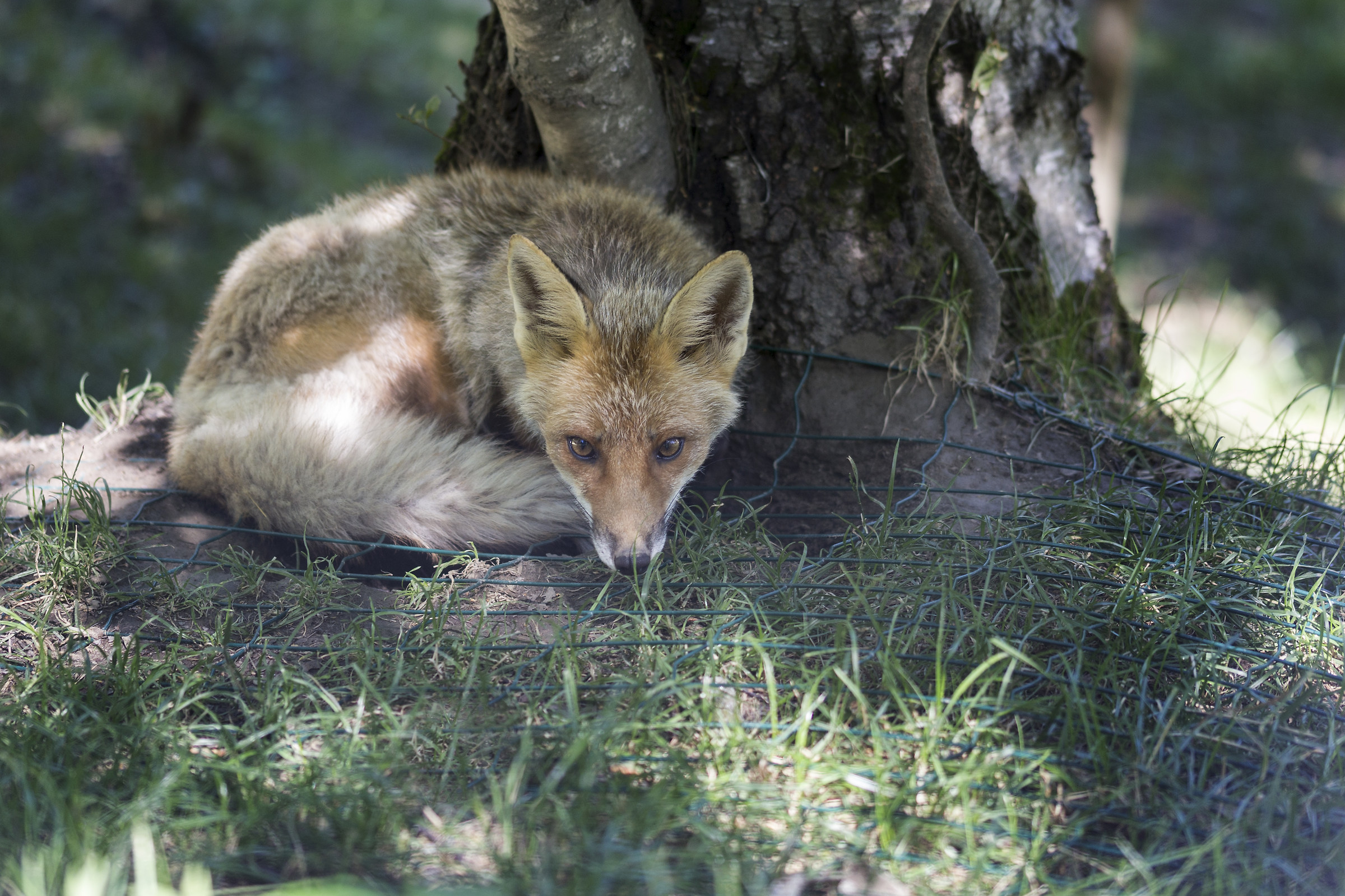 Prigioniera ma non Domata