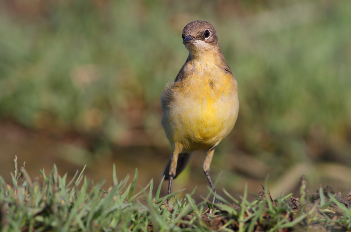 wagtail