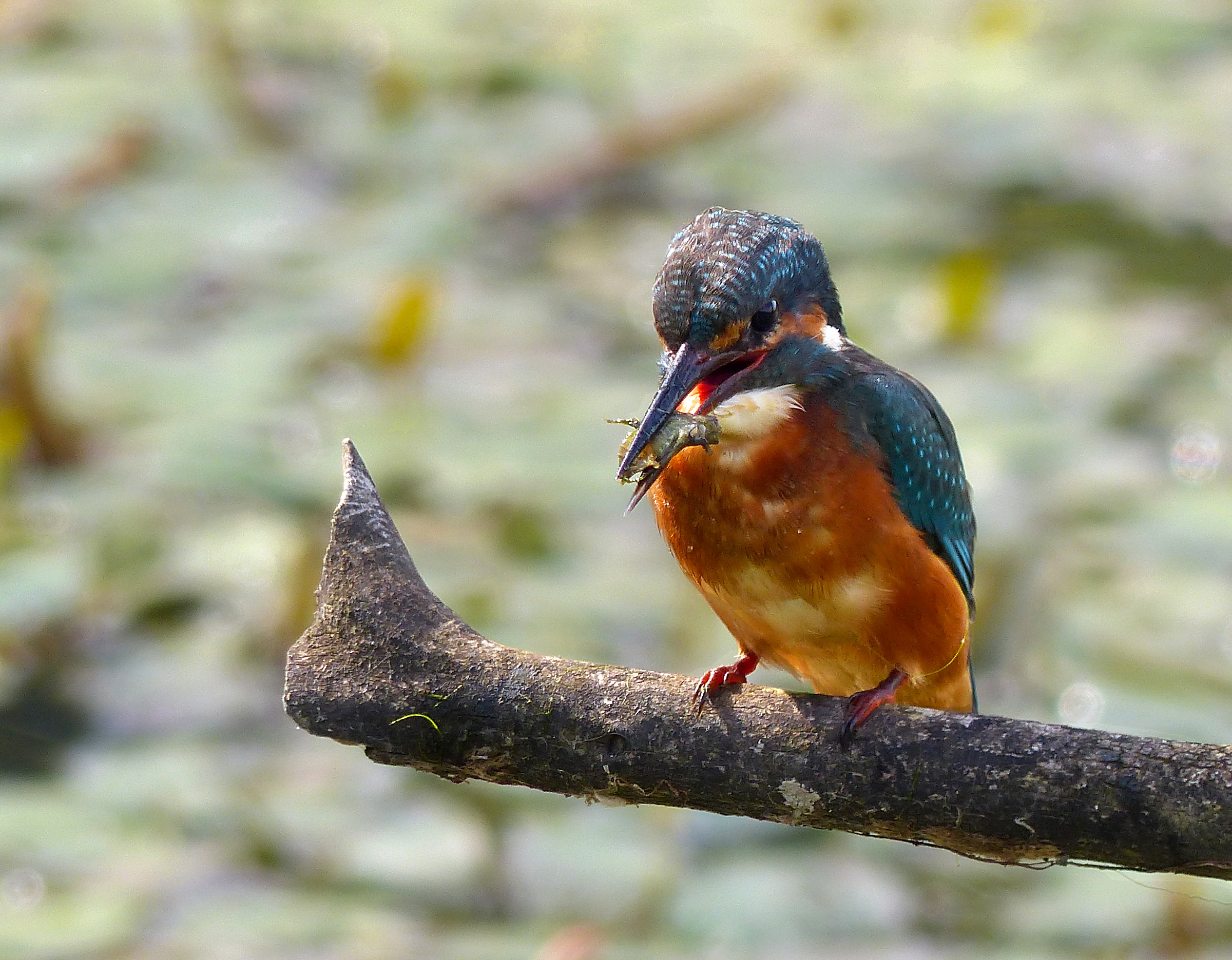 Martin and dragonfly larva