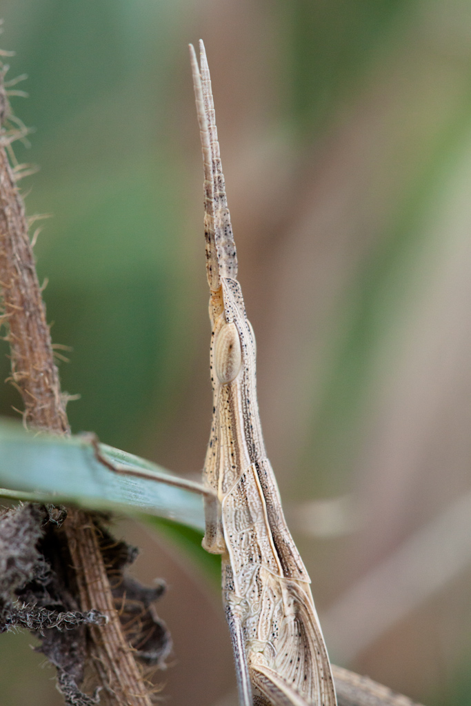 Acrida Hungarian Mediterranean 1