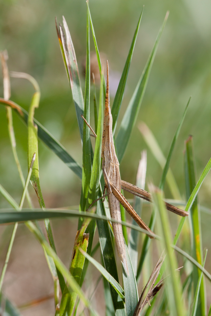 Acrida ungarica mediterranea 2