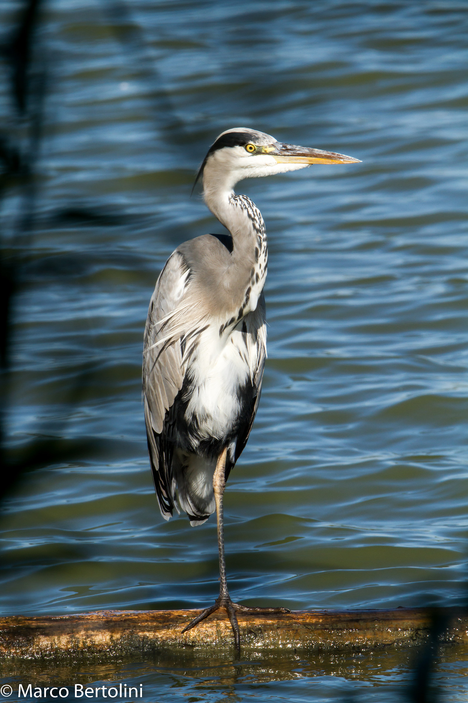 Grey Heron tightrope