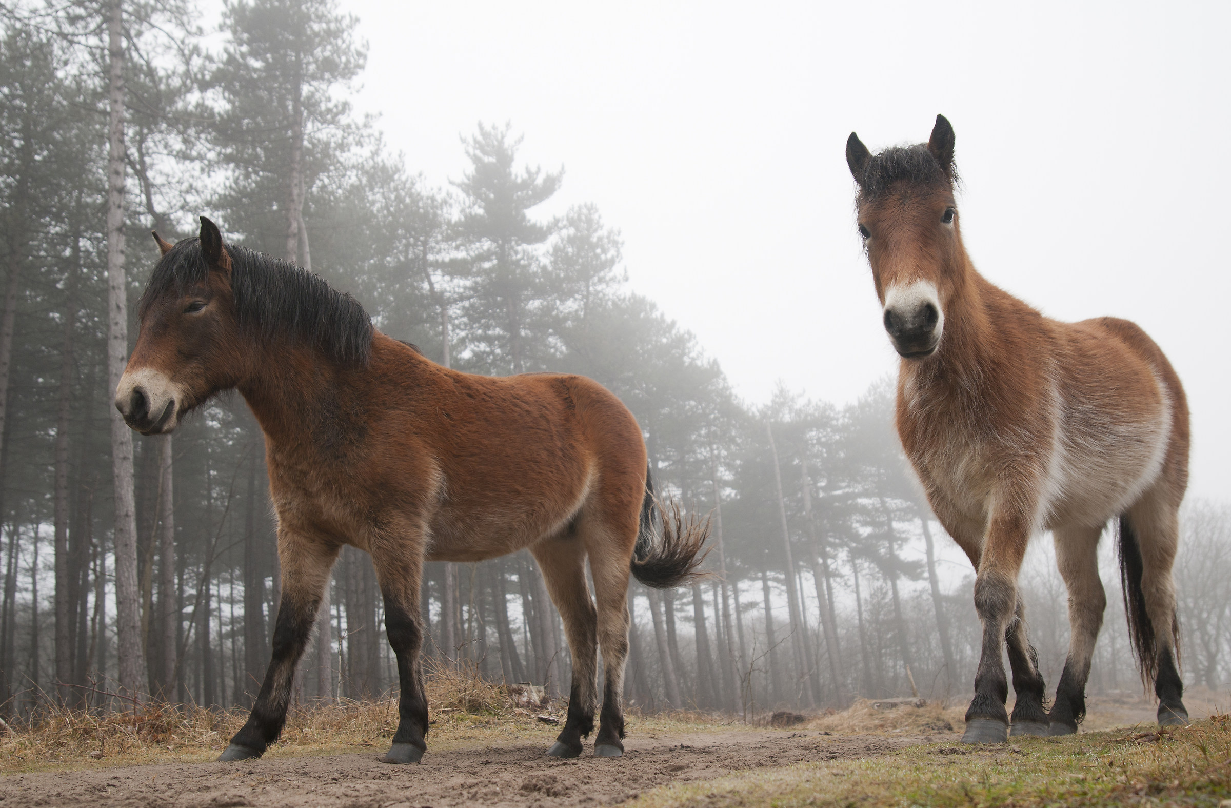 Esecuzione di 'libero'