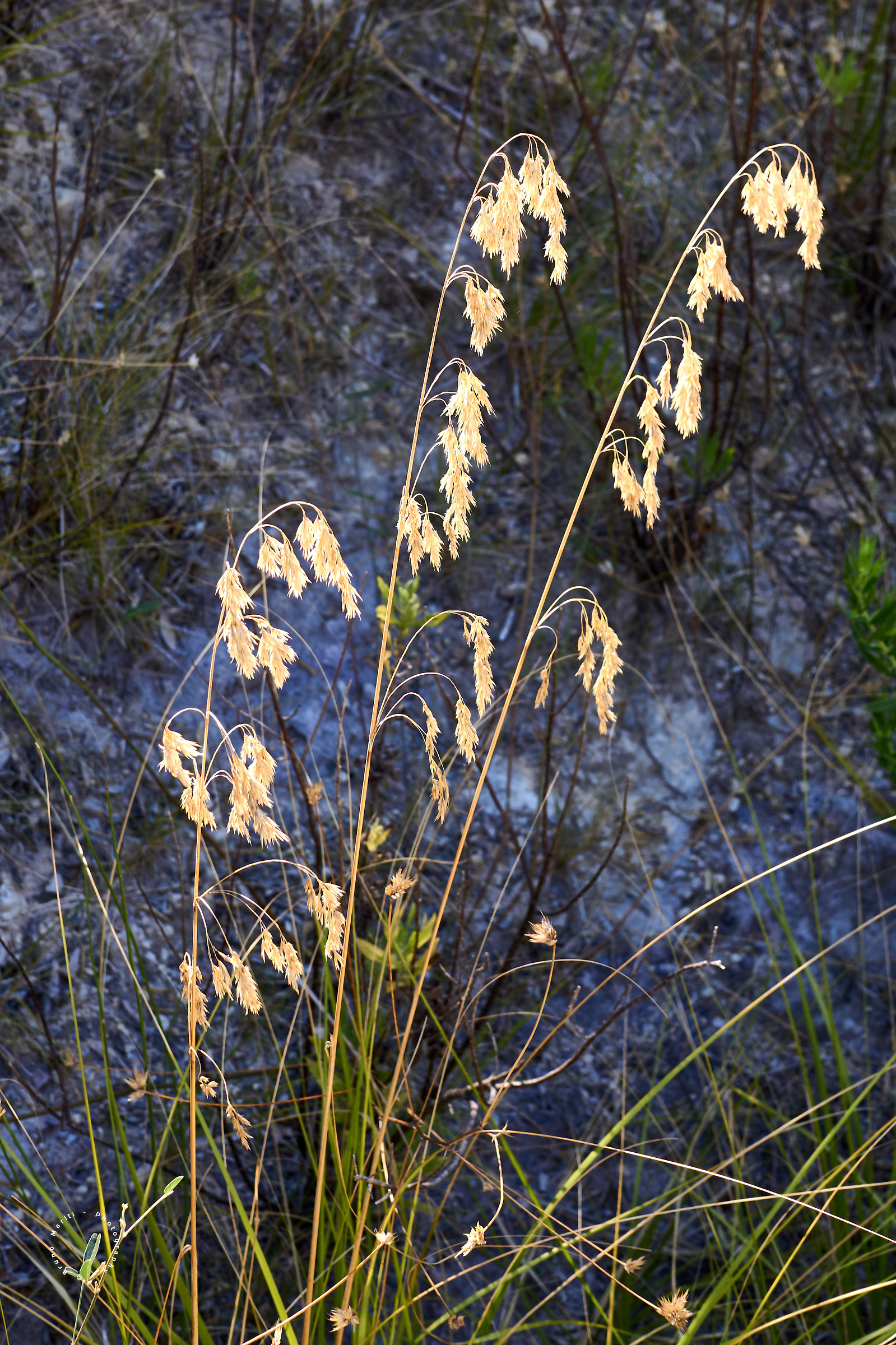 Simple elegance of nature