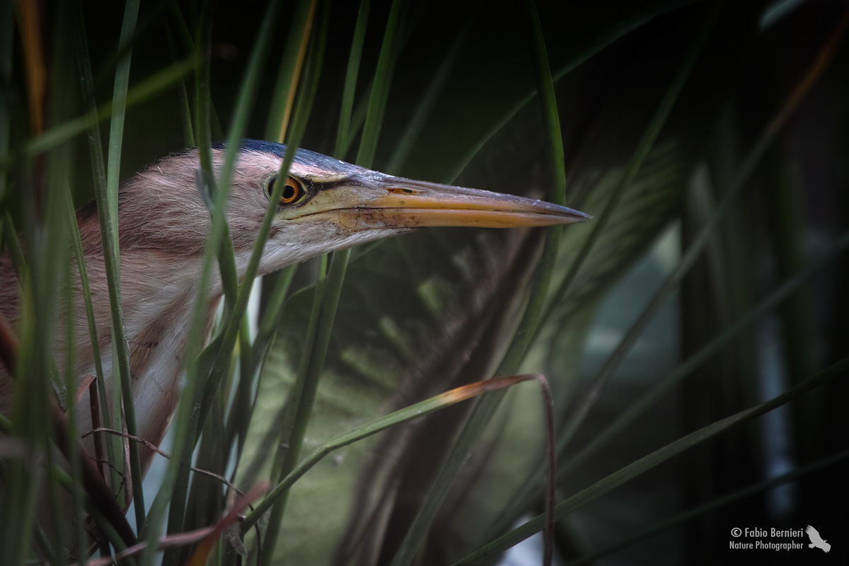 Ixobrychus minutus (Tarabusino)