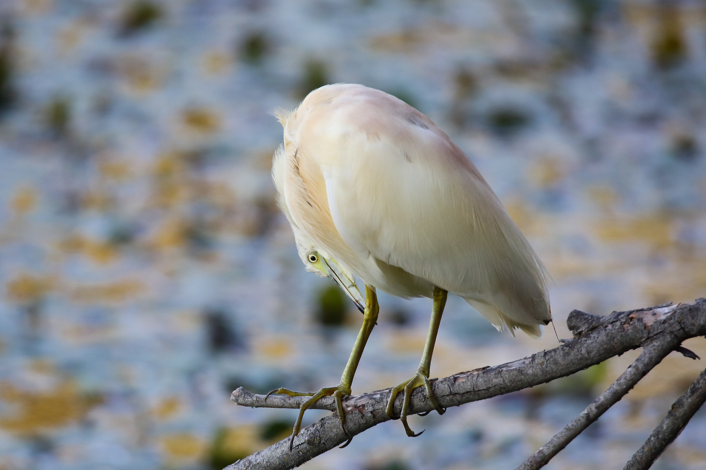 Go where little fish?