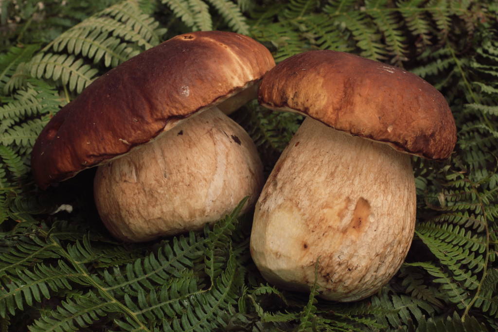 porcini