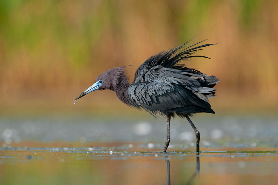 Little Blue Heron