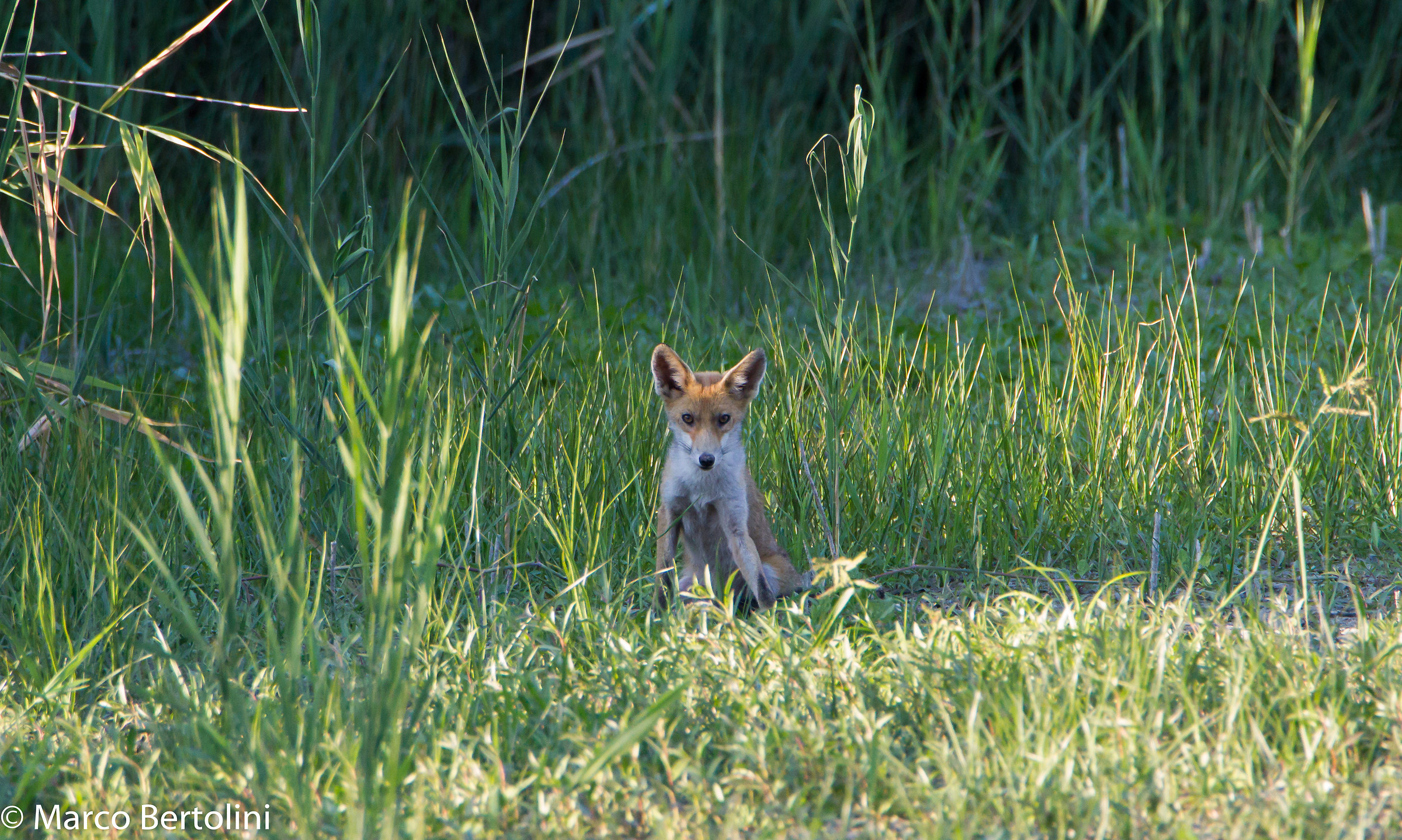 young fox