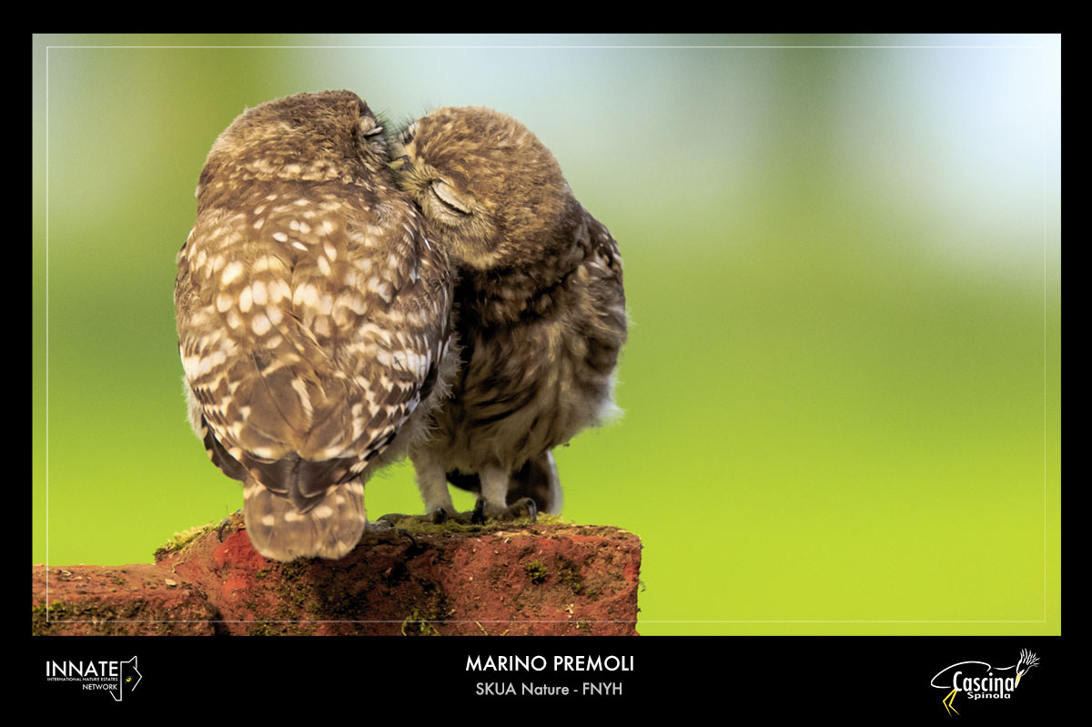 owls kisses
