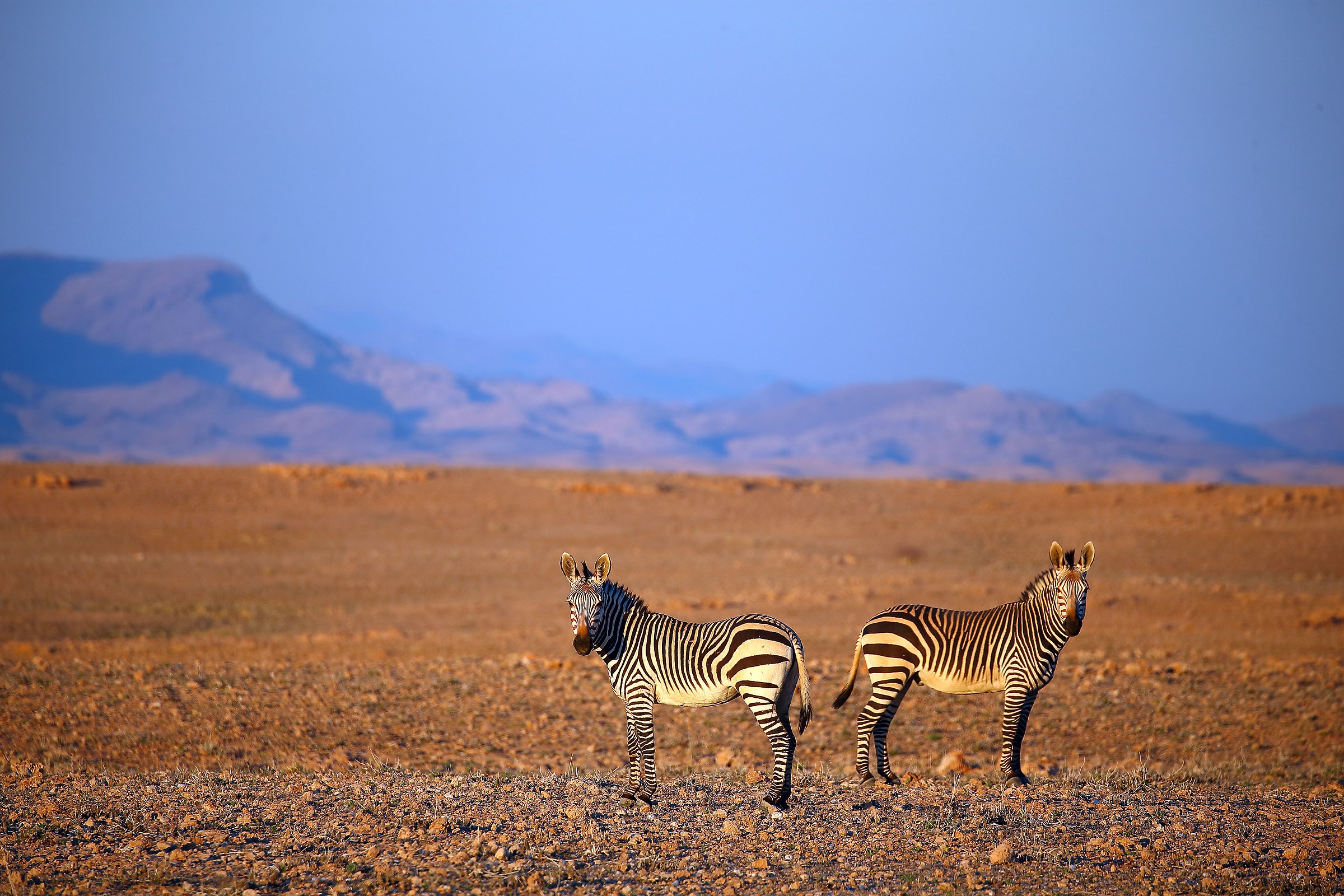 Zebre del deserto