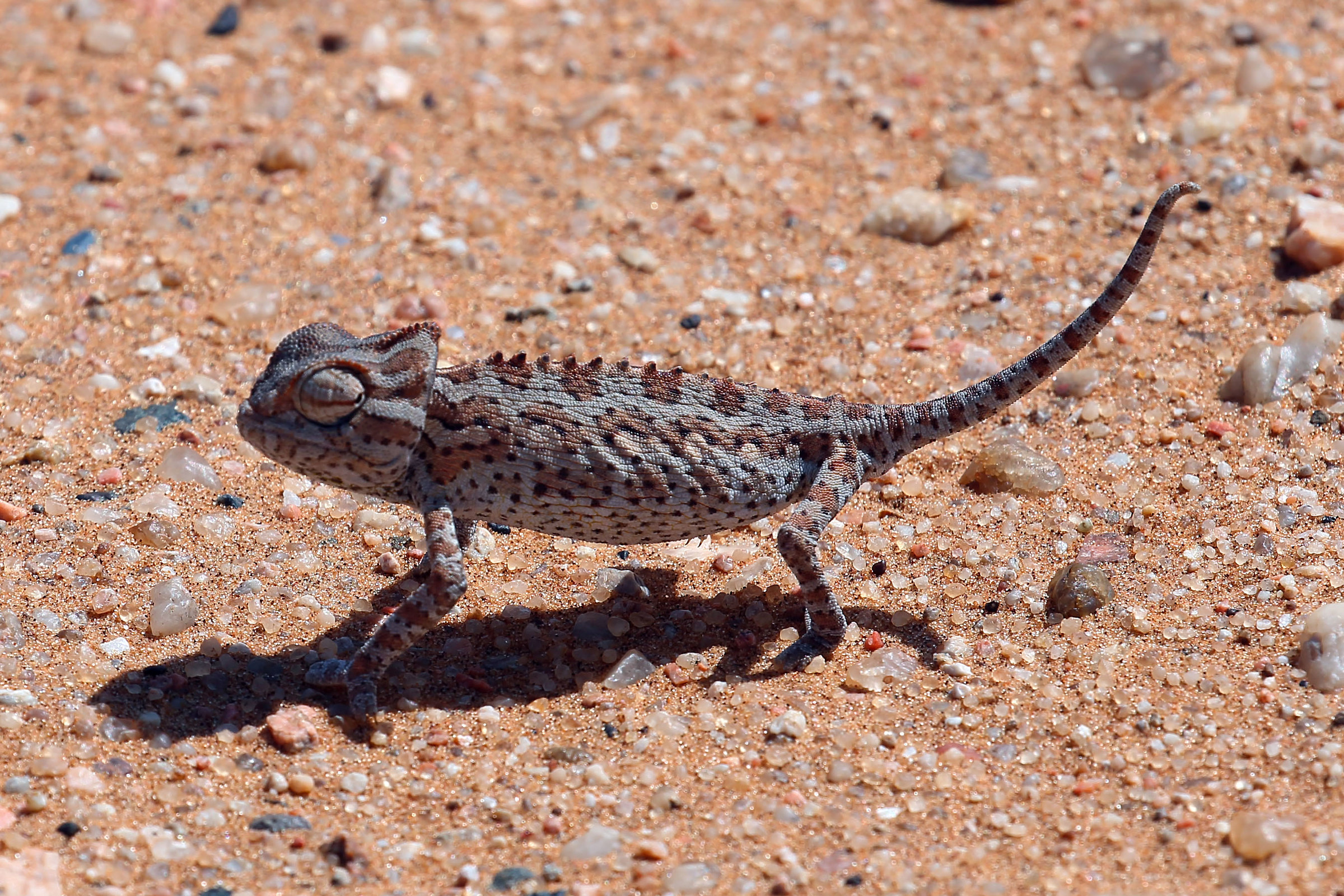 Negli sparuti cespugli fra le dune