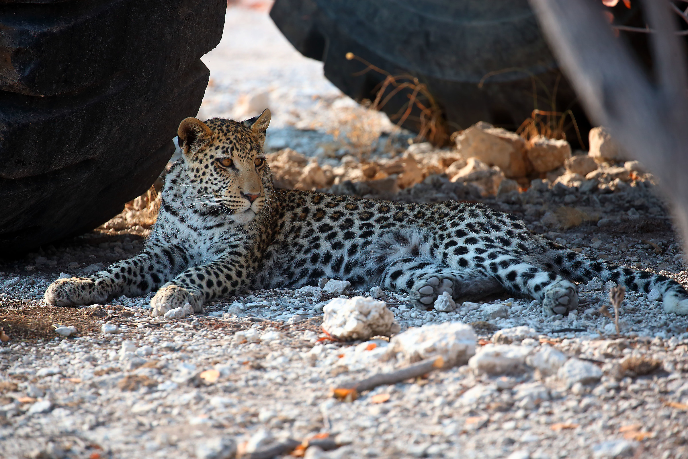 All'ombra di una macchina per tirare le piste di sabbia