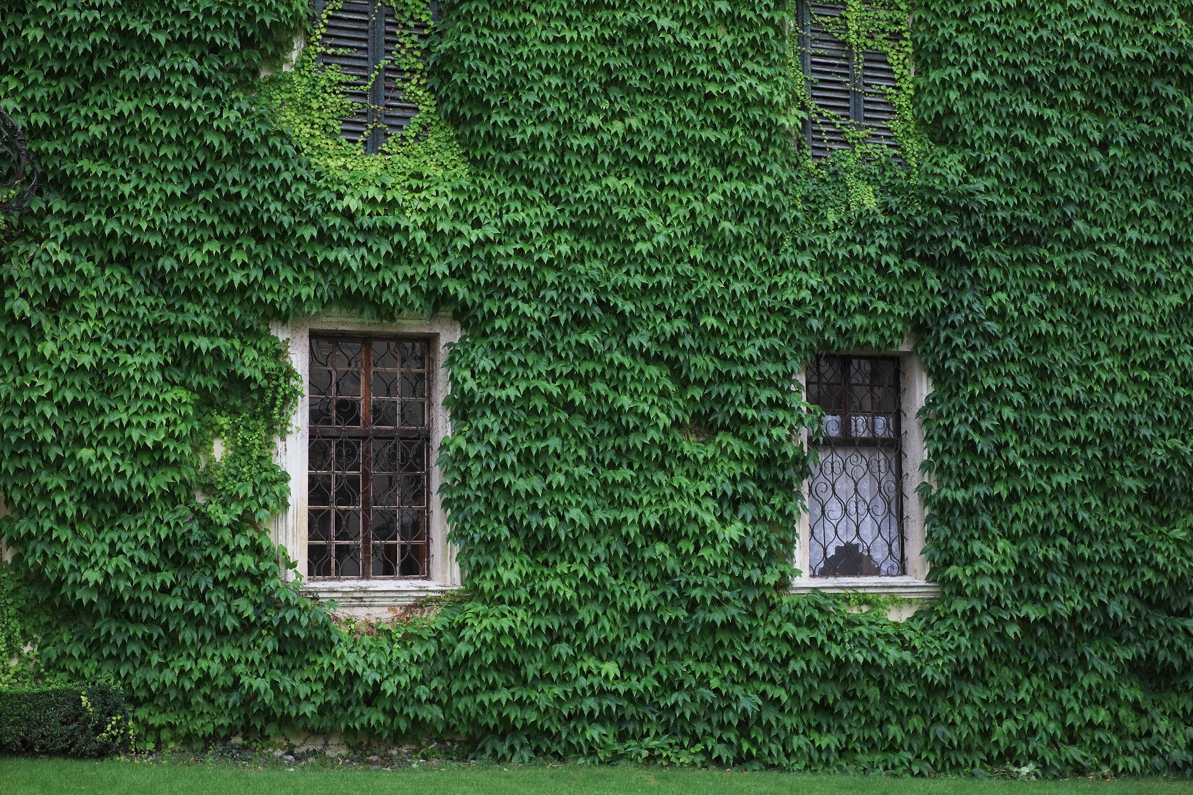 green windows