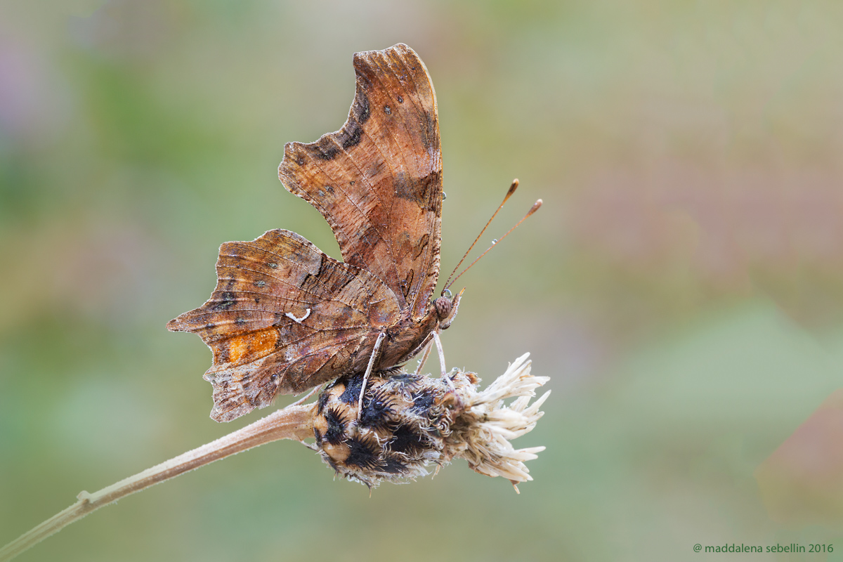 Polygonia c-album