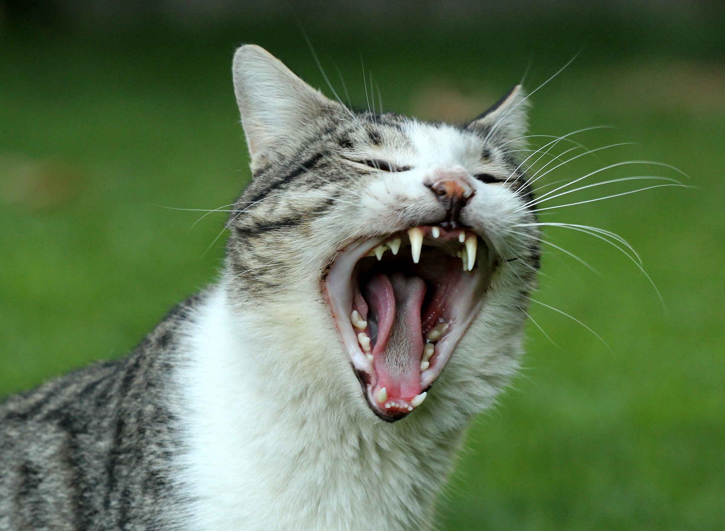 Dai denti a sciabola